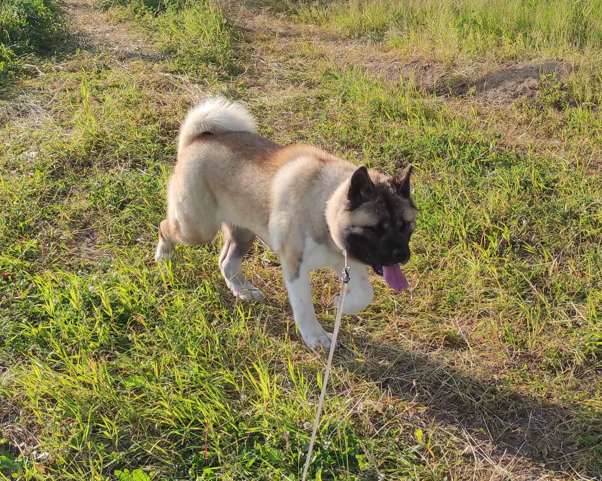 RUBYLIGHT MONICA * Моника , Американская акита Санкт-Петербург, питомник RUBYLIGHT