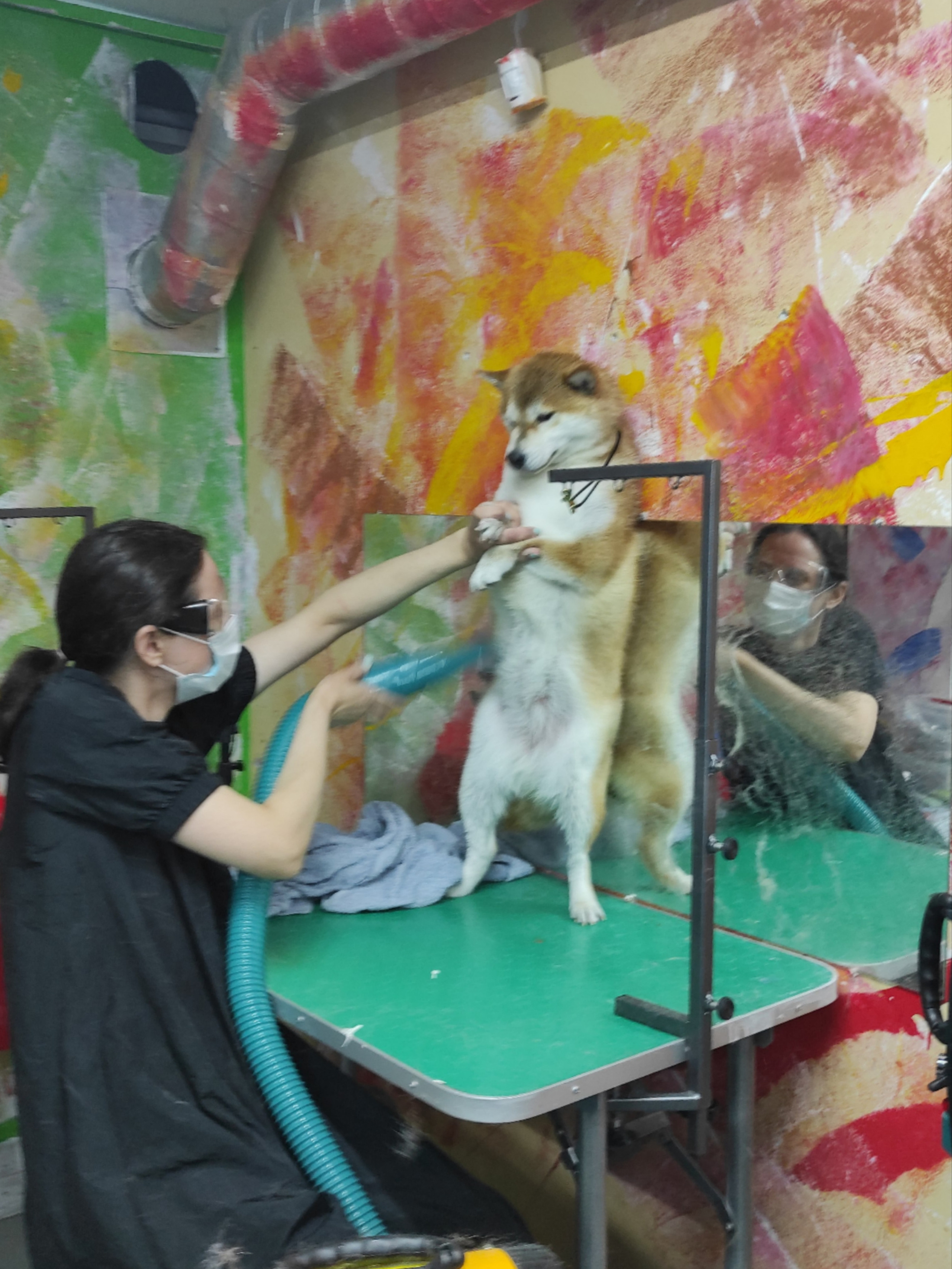 Ассоль * HANDZIMEMESITE ASOLL  сиба питомник Rubylight