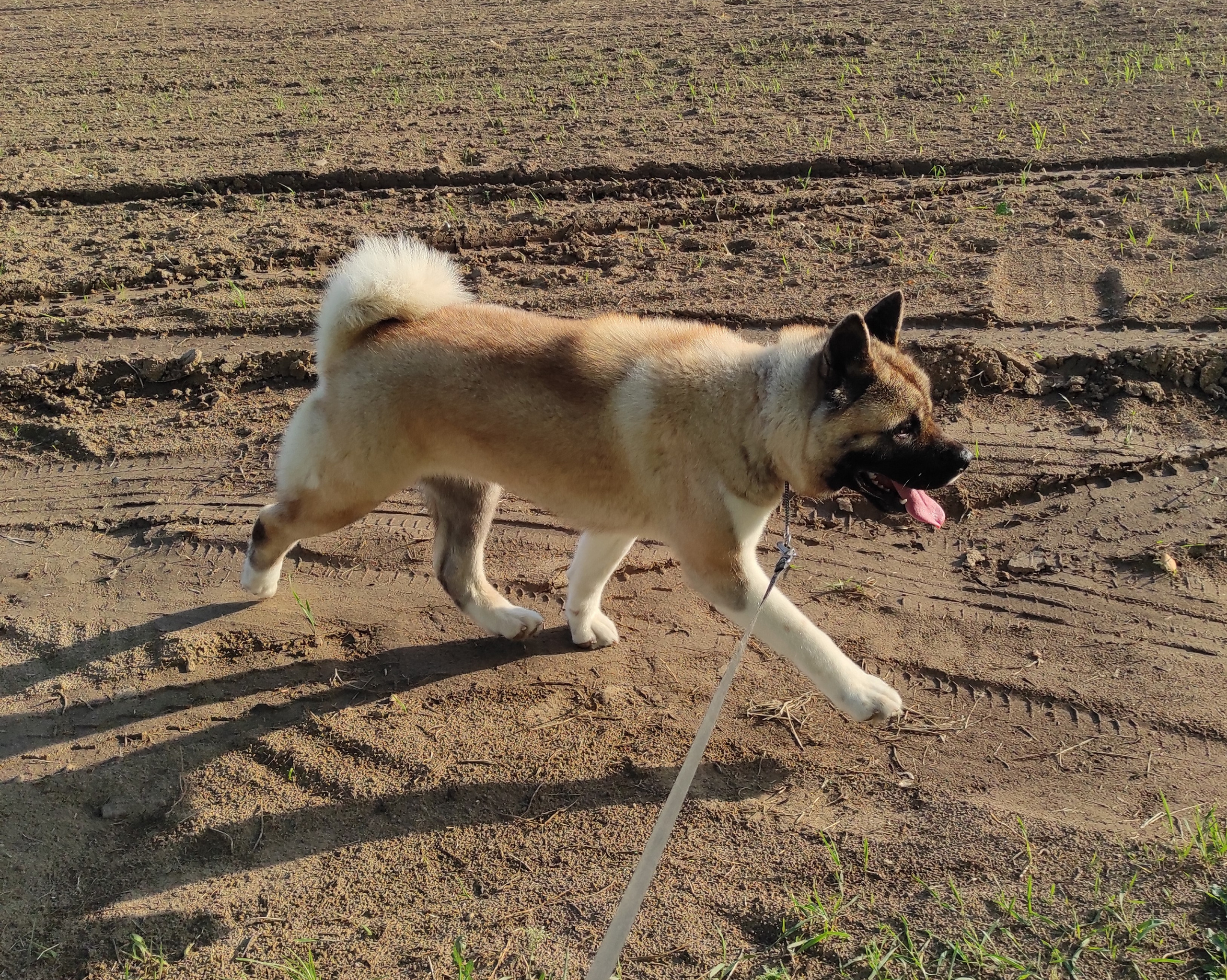 Американская акита питомник RUBYLIGHT. Американская акита I Сиба ину I Питомник RUBYLIGHT