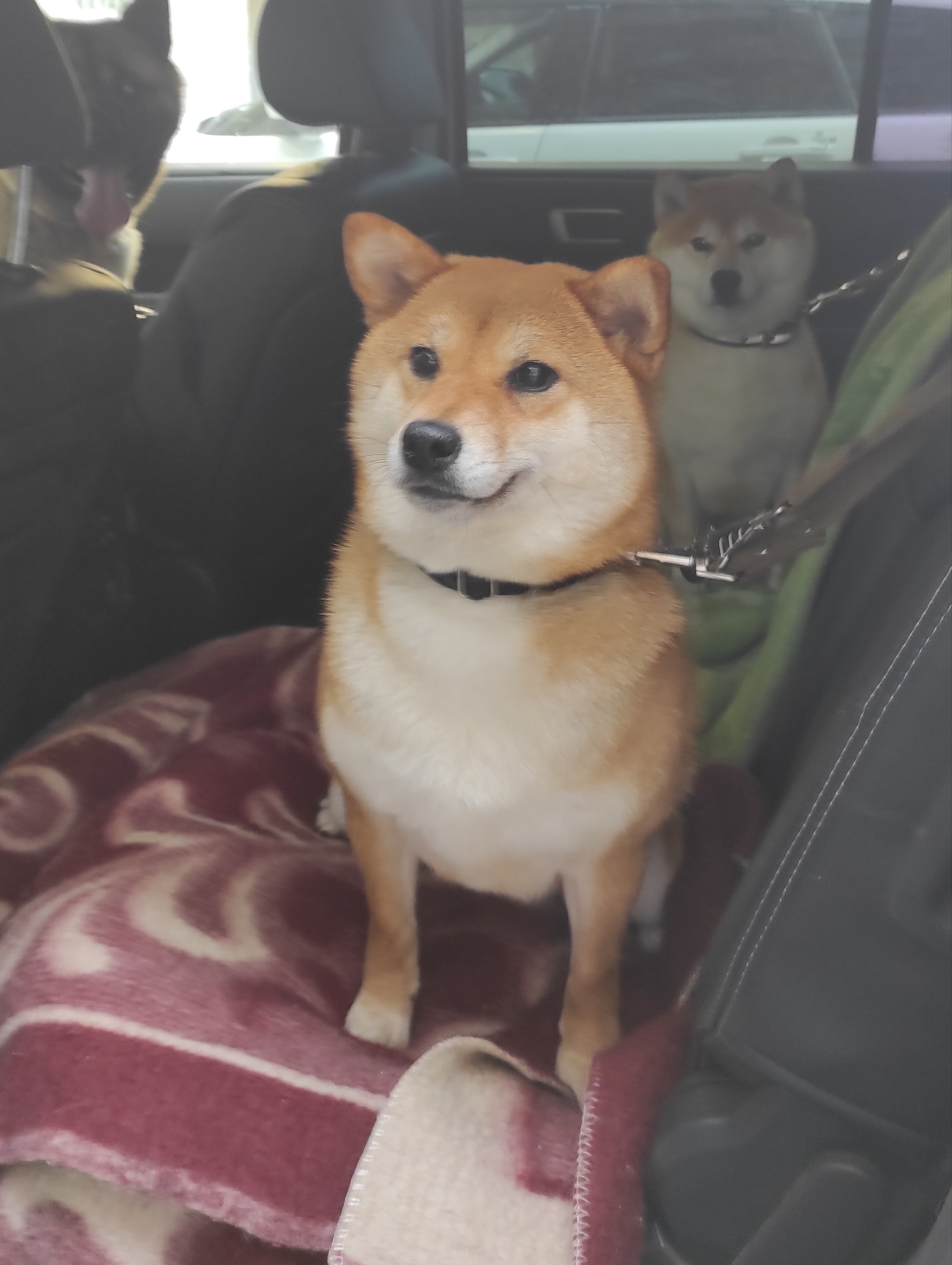 Питомник Рубилайт Сиба Эми* Exceligmos Zaffiro Verde 