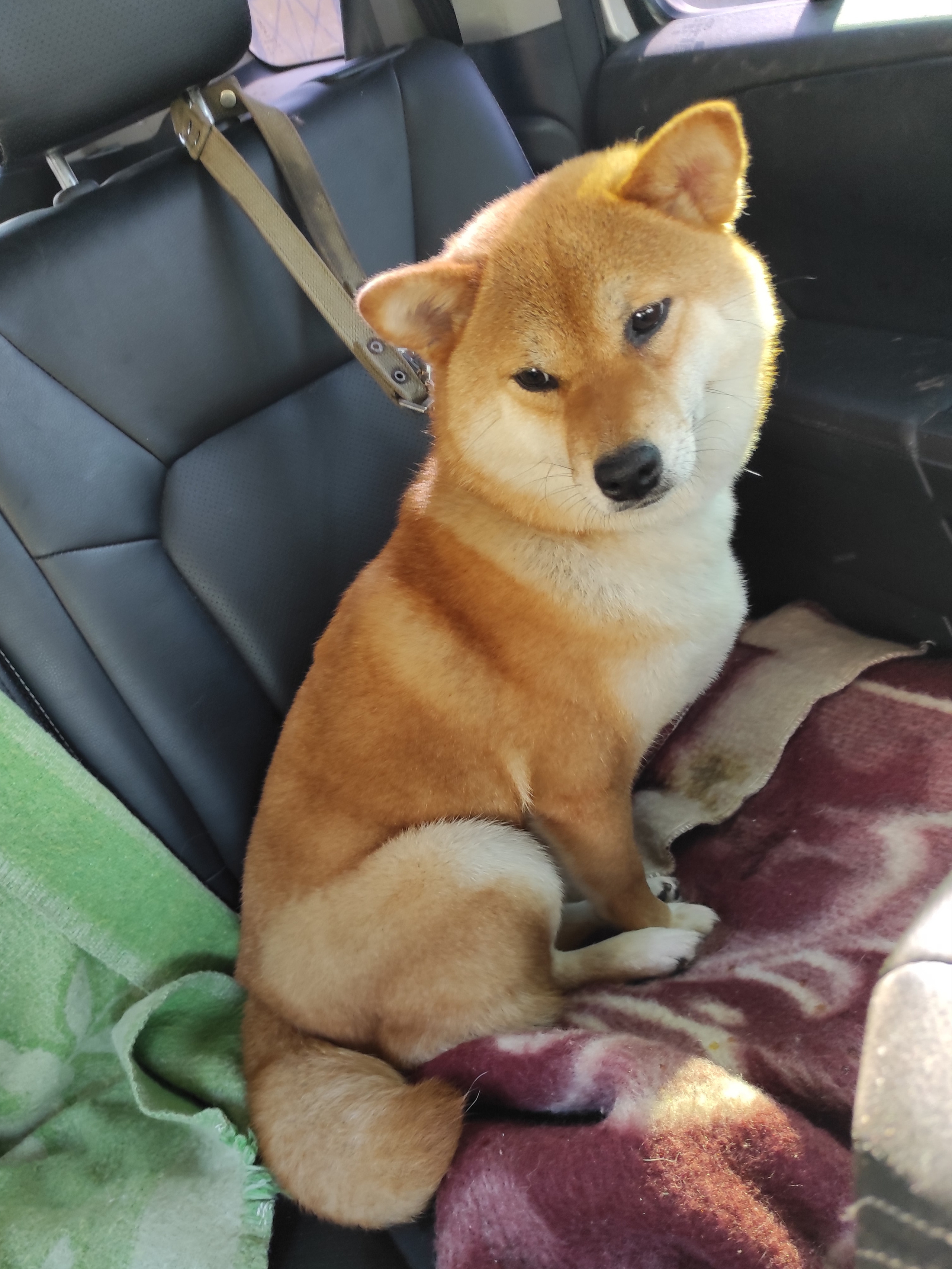 Питомник Рубилайт Сиба Эми* Exceligmos Zaffiro Verde 