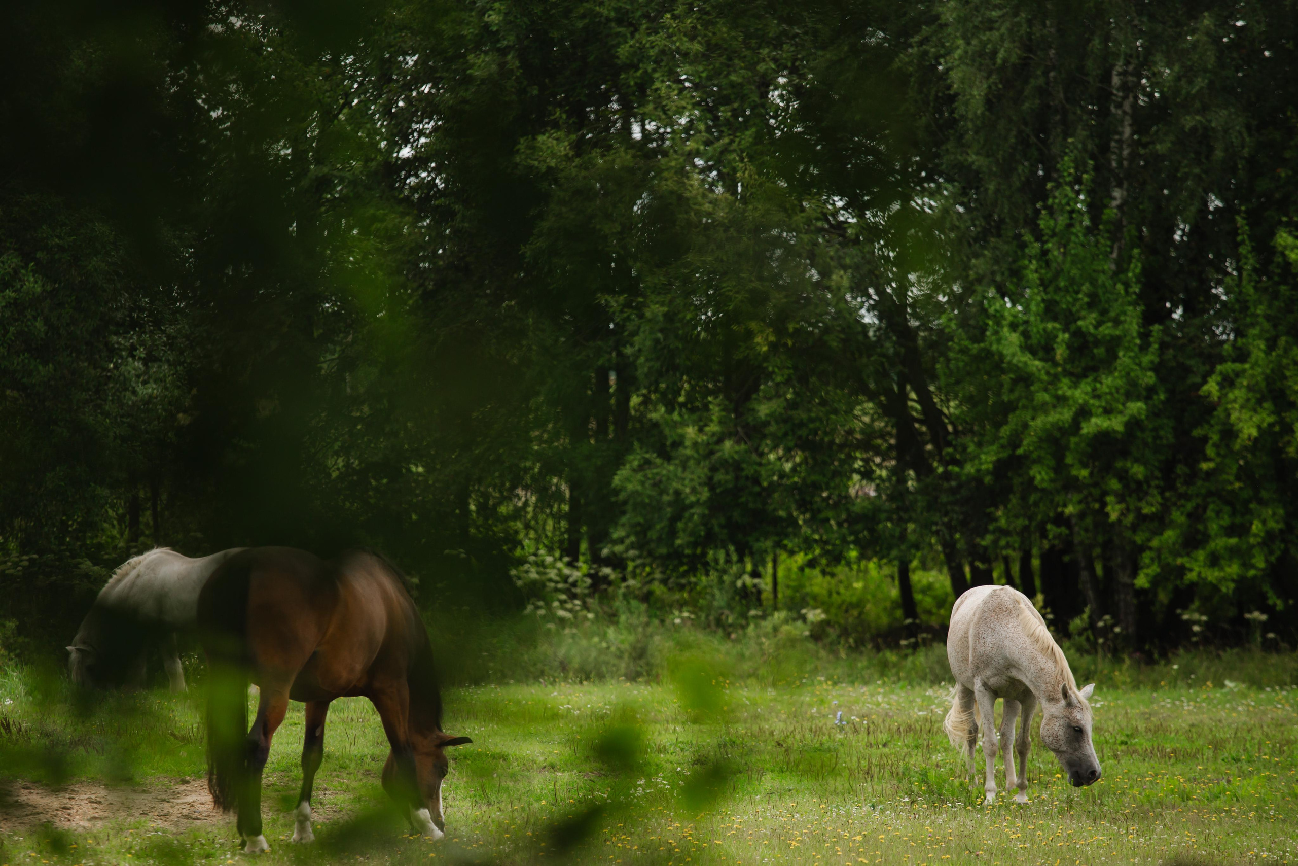 Григорий и Алёна. Профессиональная видео и фото съёмка в Калуге и области