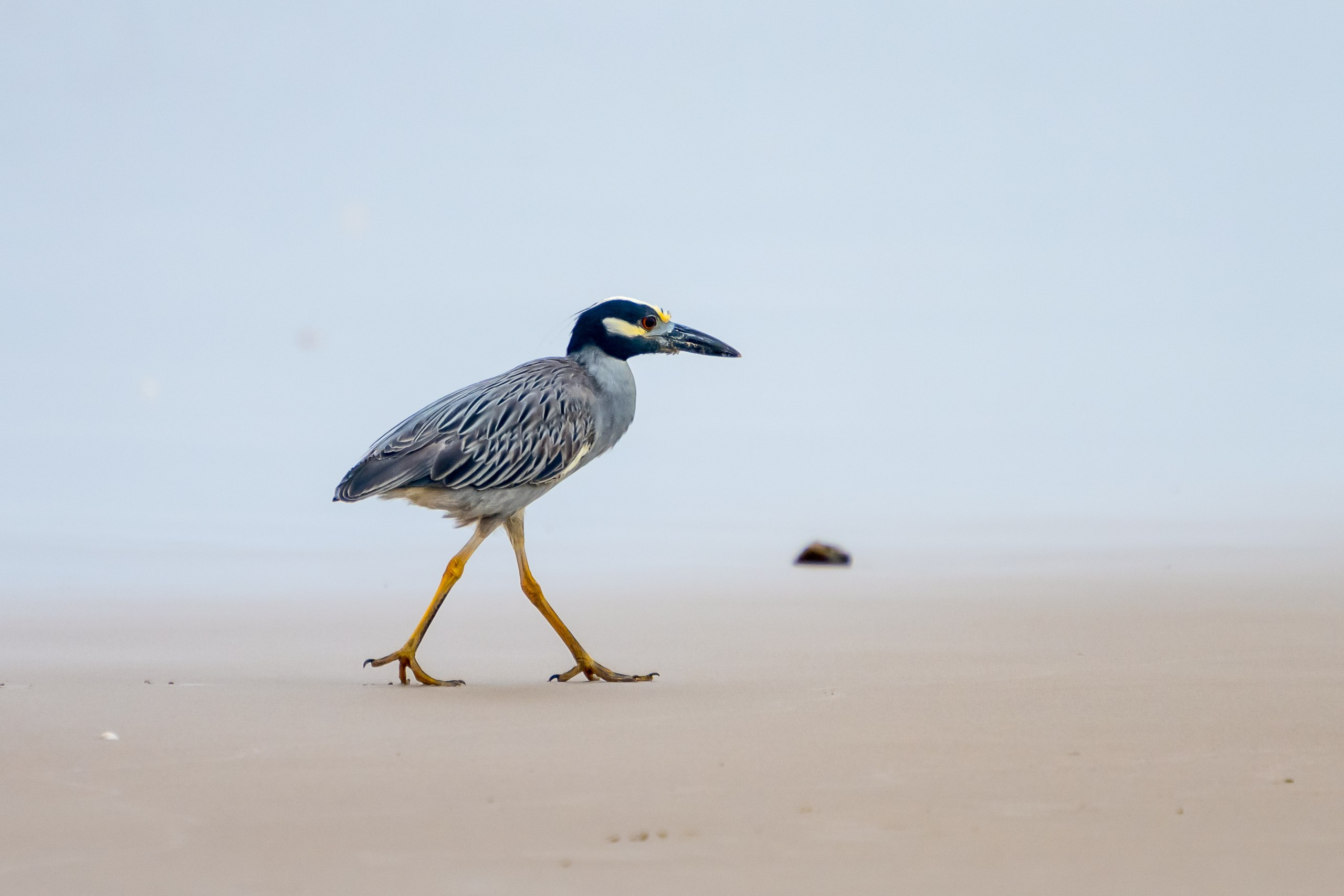 Пейзажный фотограф, Фотографии дикой природы. Foto-Zuev фотография как искусство