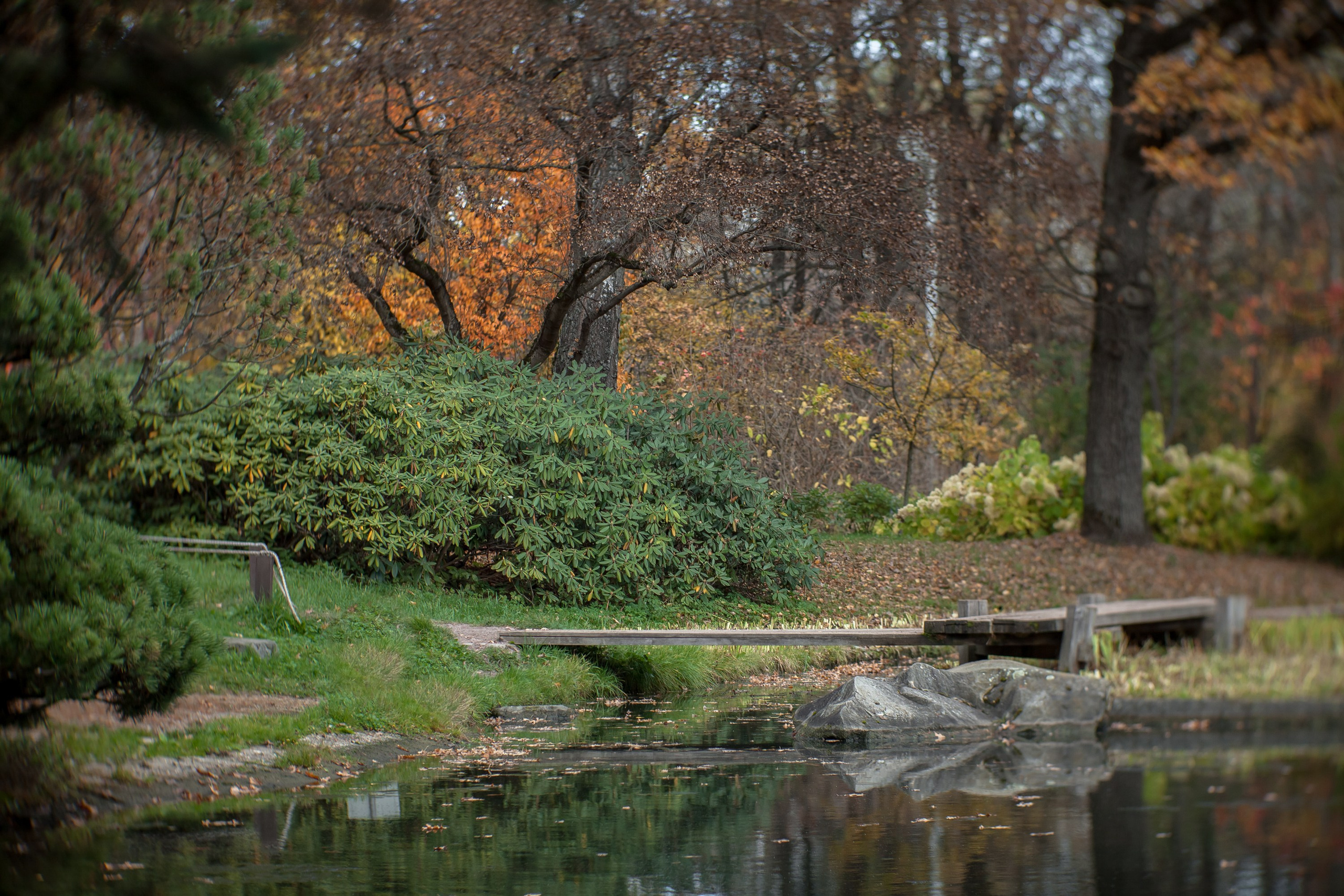 Ботанический сад имени Н. В. Цицина. Фотограф Виталий Туманов. Туманов Виталий — фотограф Москва
