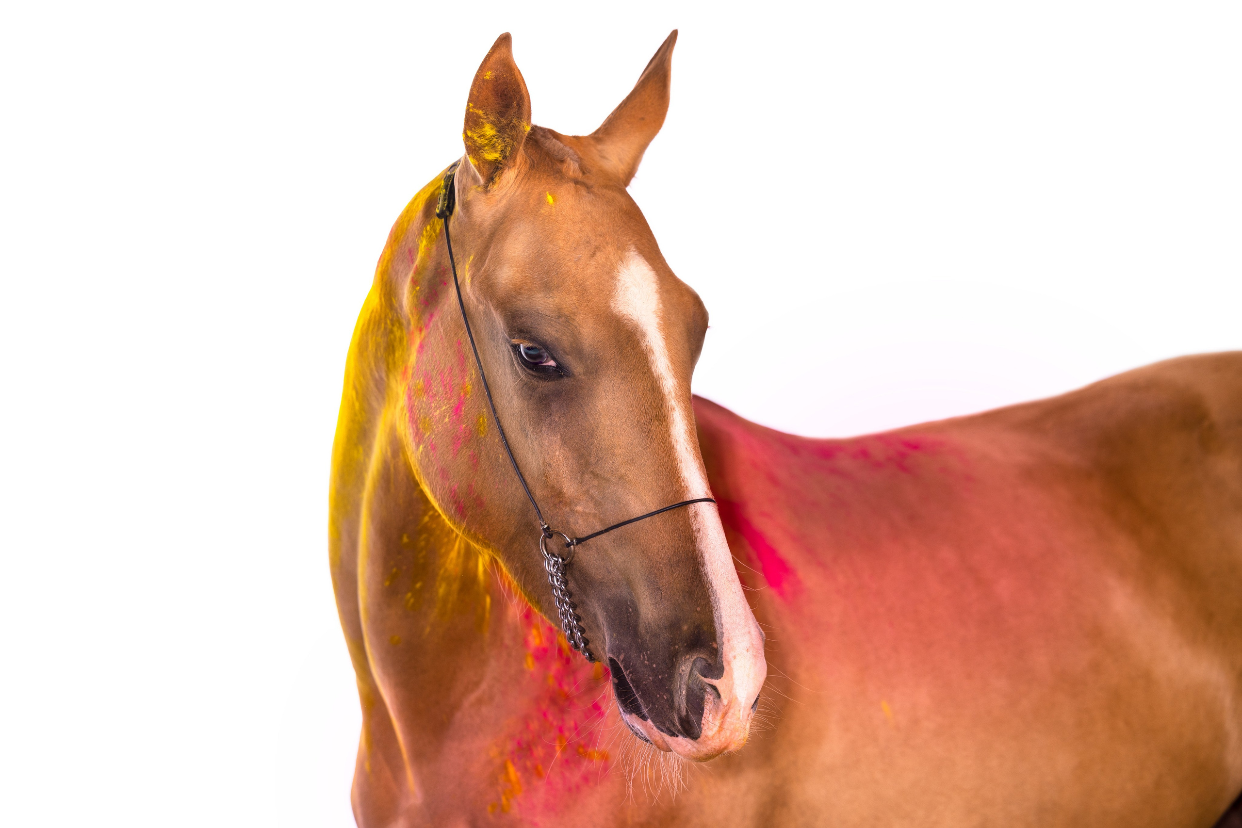 Конные фотосессии с использованием студийного оборудования. Mrs.Aquarelia Конный фотограф Марианна Леонтьева