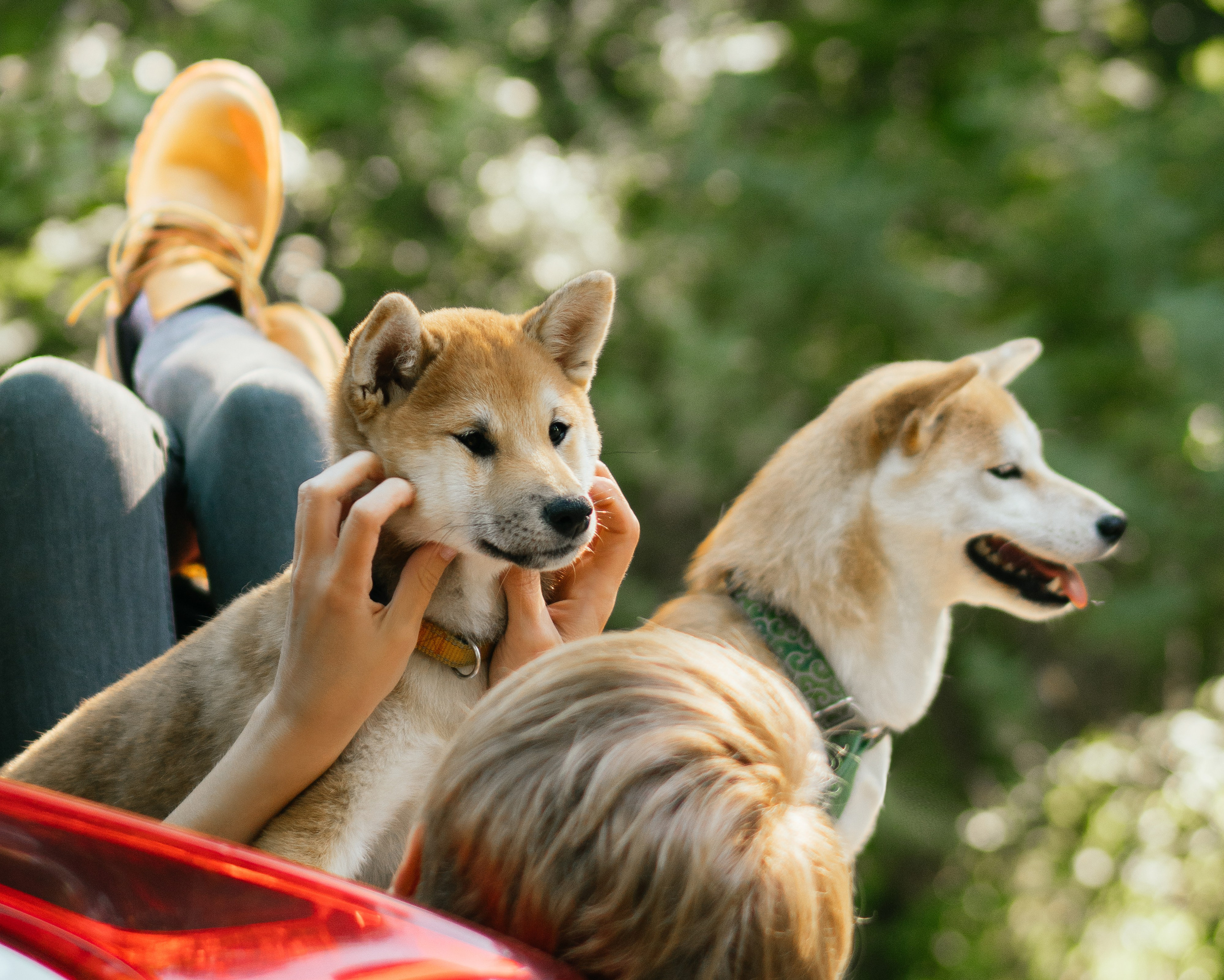 Любимые питомцы. Живые снимки! Фотограф Даша Бендер