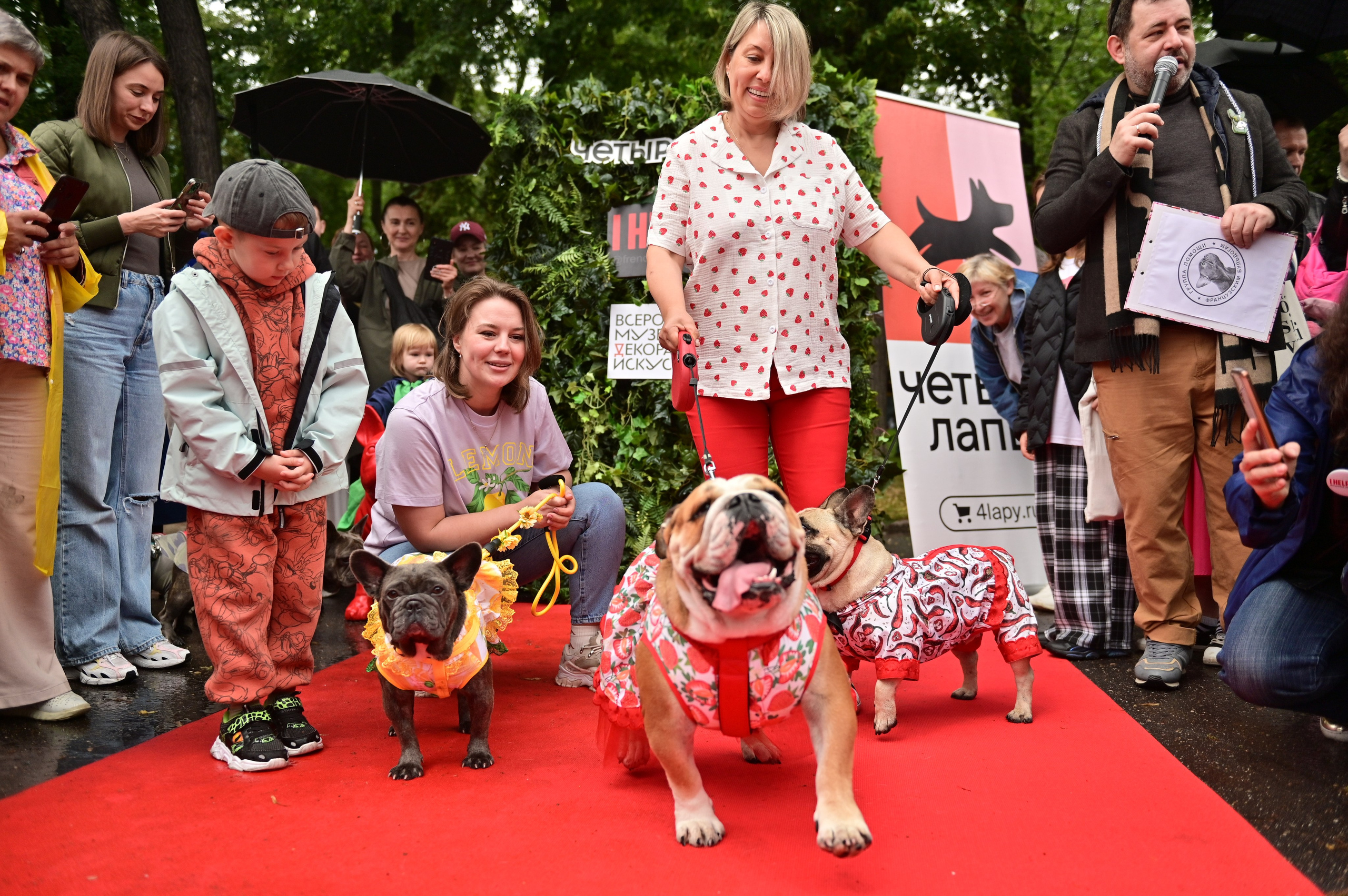 Парад французский бульдогов. Анна Пушина, фотограф, Москва, Королев, Пушкино