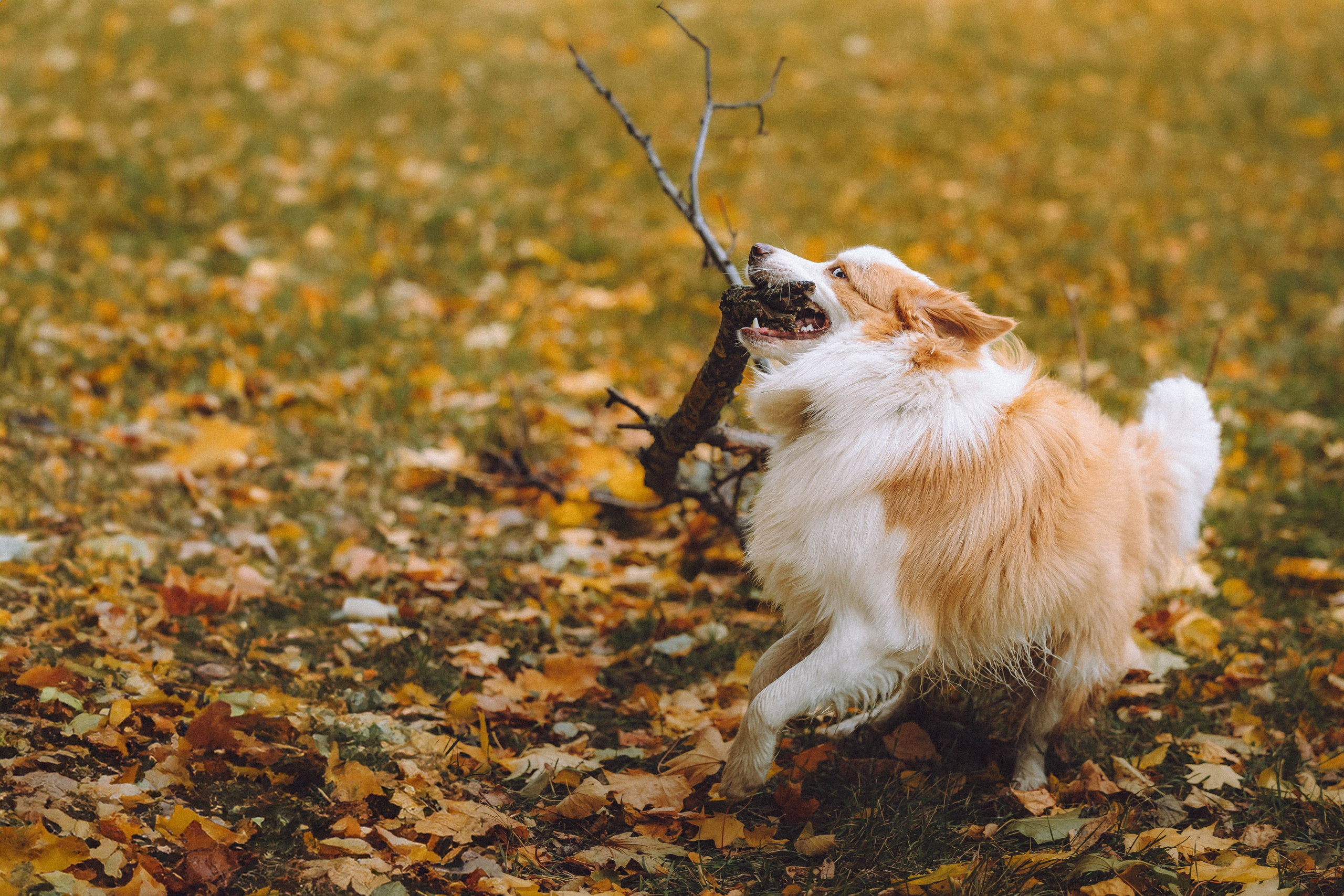 Алина, Витя и Асти