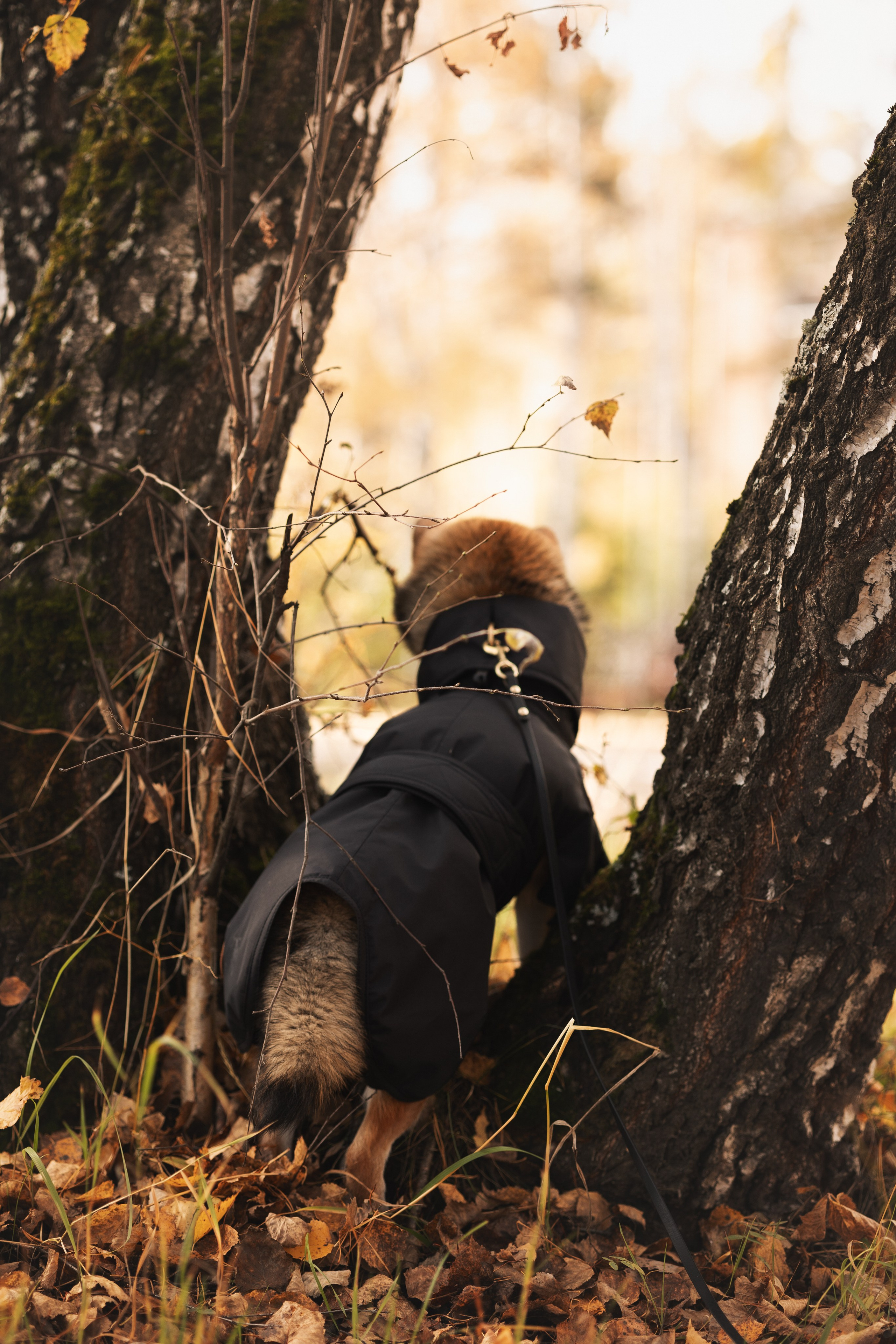 Оши | Сиба-Ину |. Фотограф