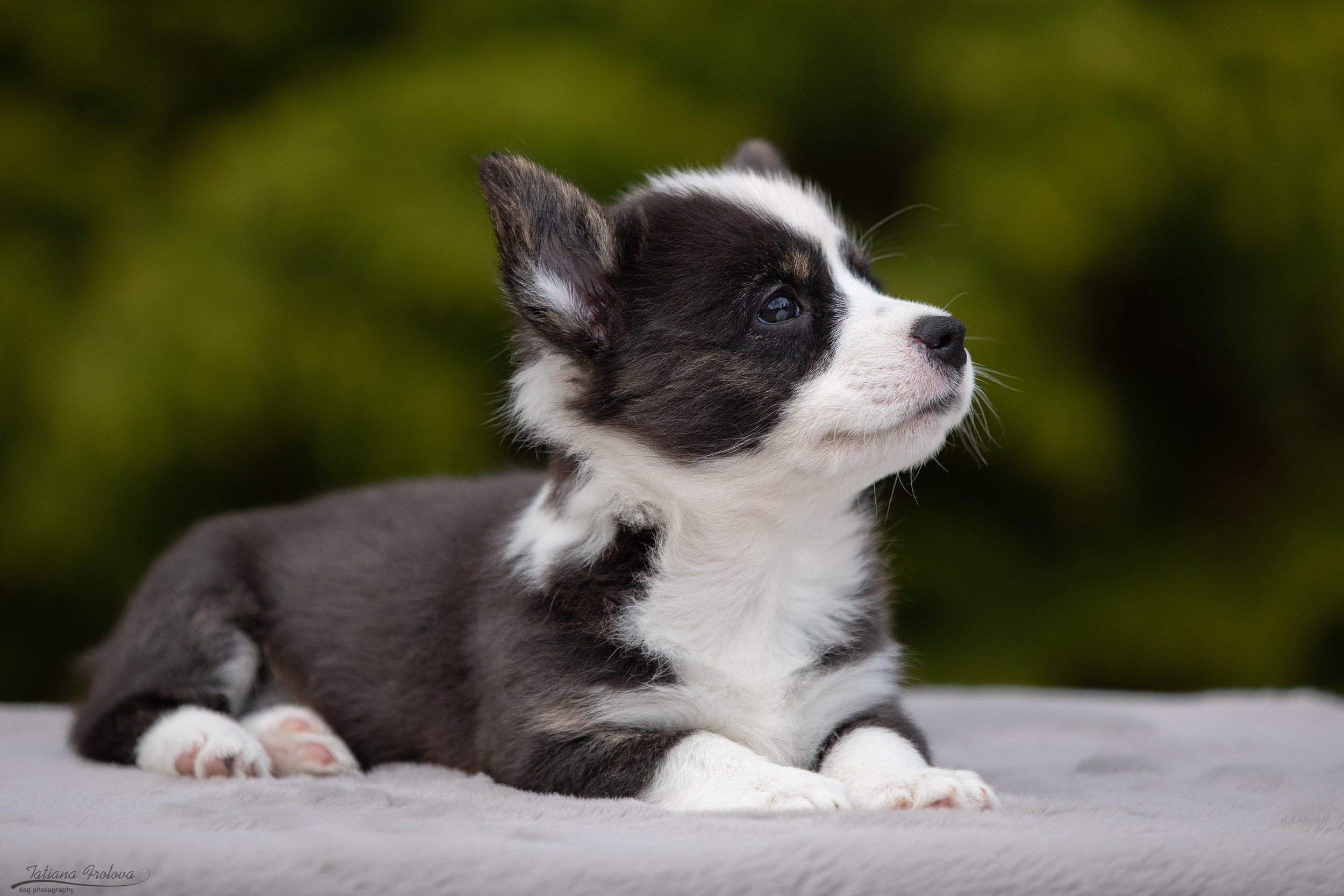 Съемка помета щенков для продажи на улице. Фотограф-анималист в Москве и Московской области Татьяна Фролова