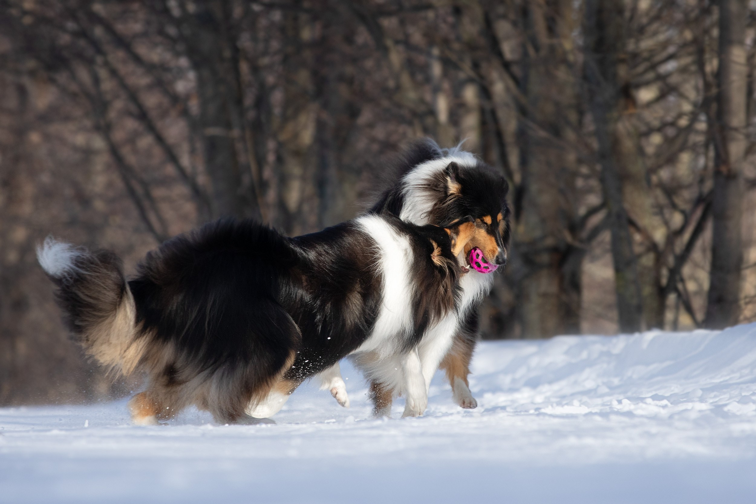 Фотопрогулка с собаками в Царицыно. Фотограф-анималист в Москве и Московской области Татьяна Фролова
