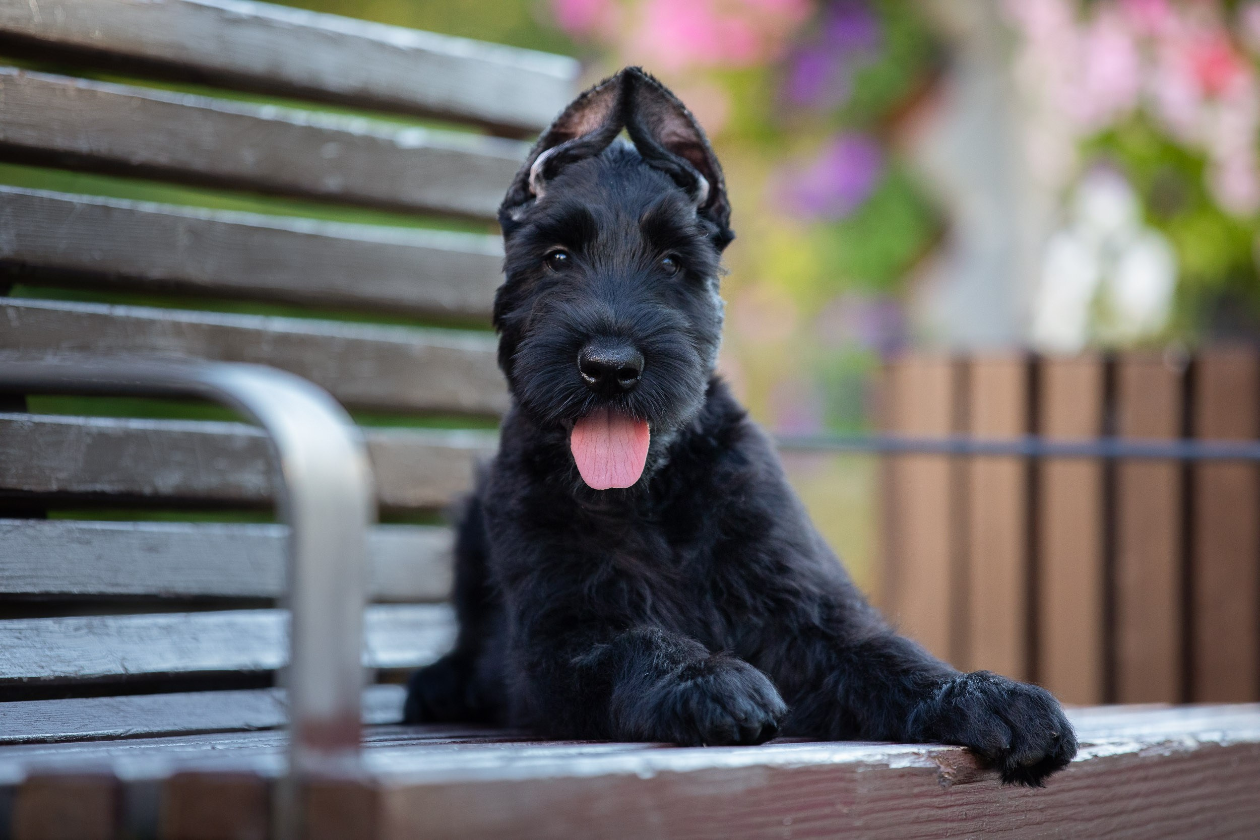 Уличная съемка щенков ризеншнауцера. Фотограф-анималист в Москве и Московской области Татьяна Фролова