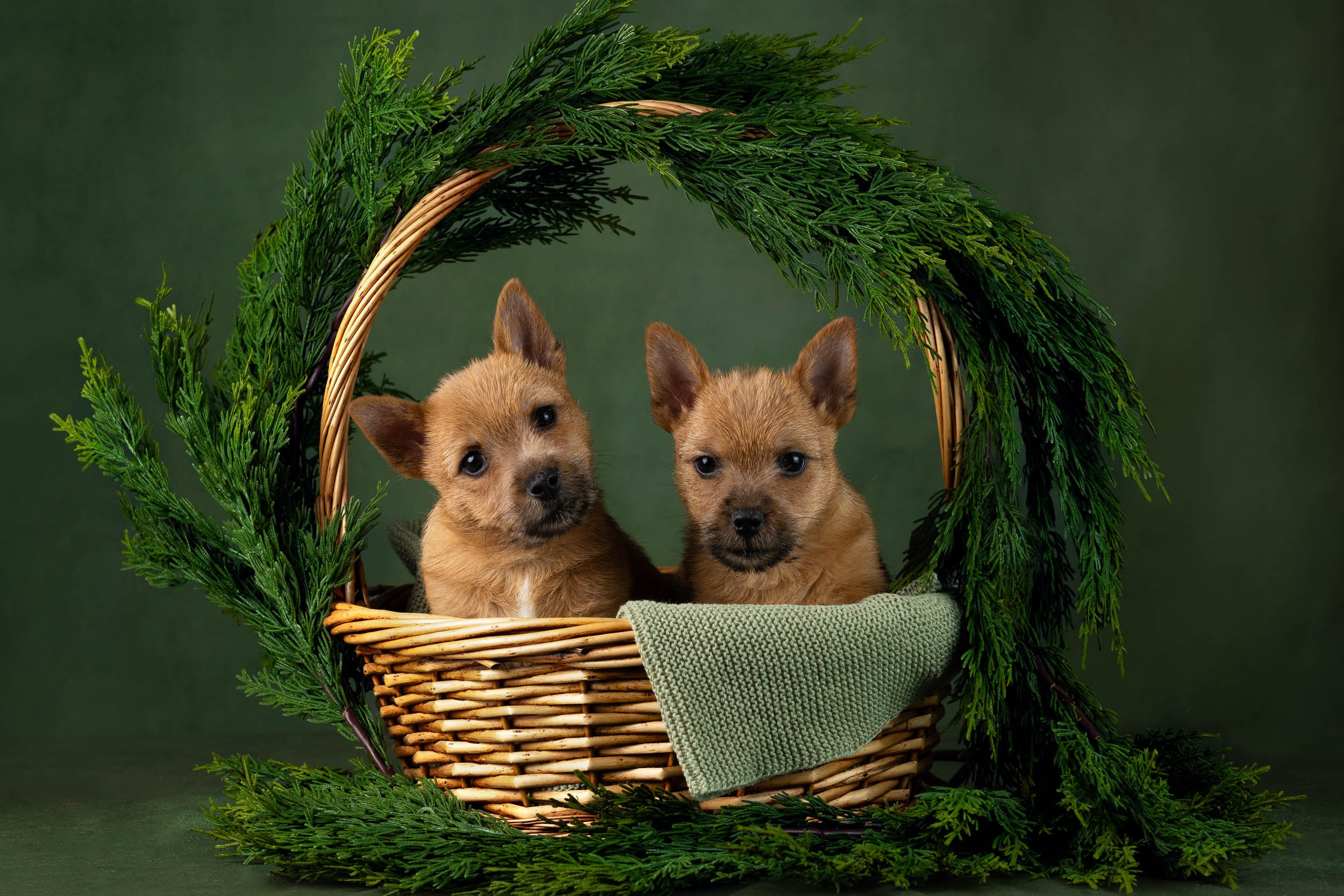 Фотосъемка щенков норвич-терьера в питомнике Москва и область. Фотограф-анималист в Москве и Московской области Татьяна Фролова
