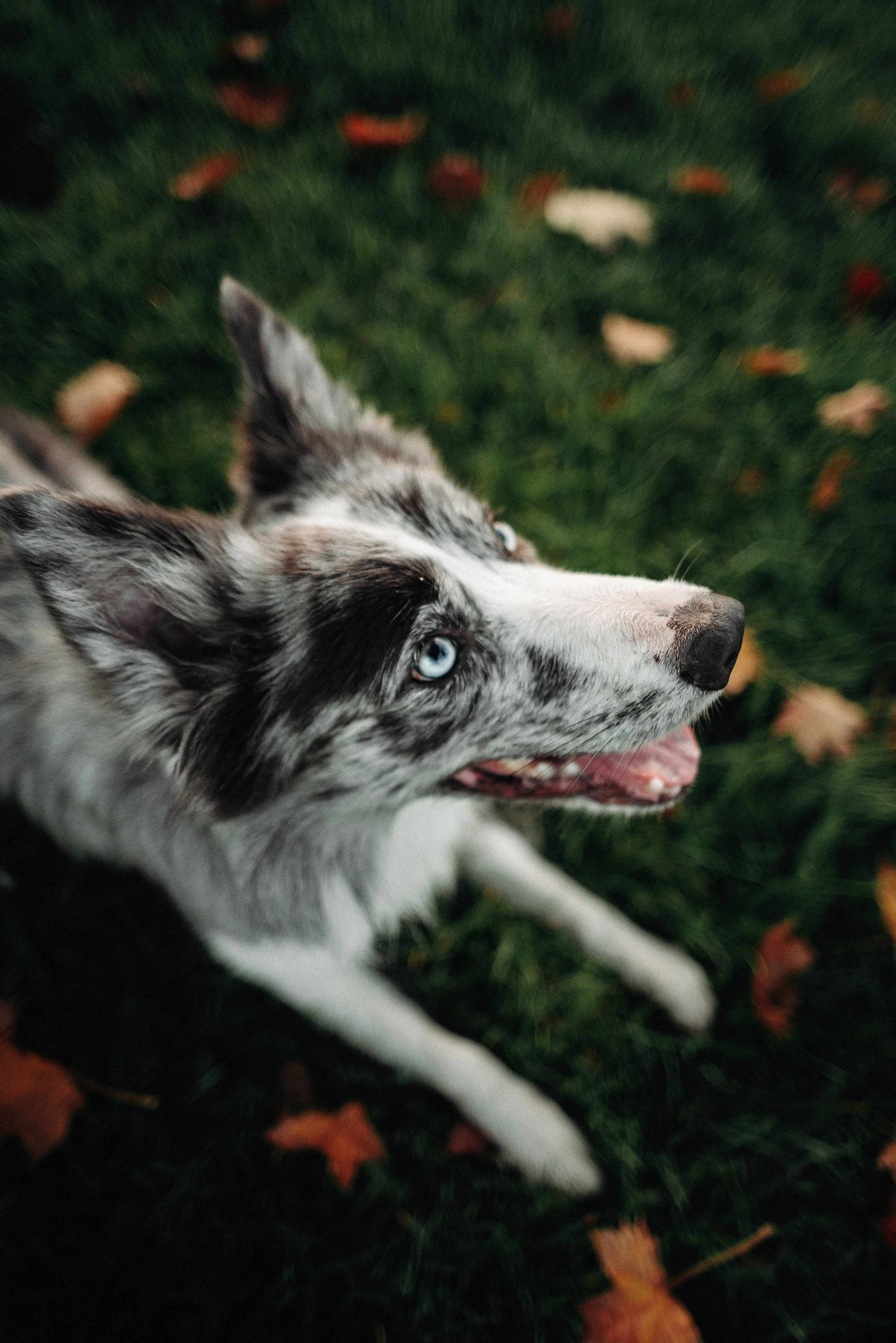 Диана и Робин. Фотограф-анималист Богданова Полина