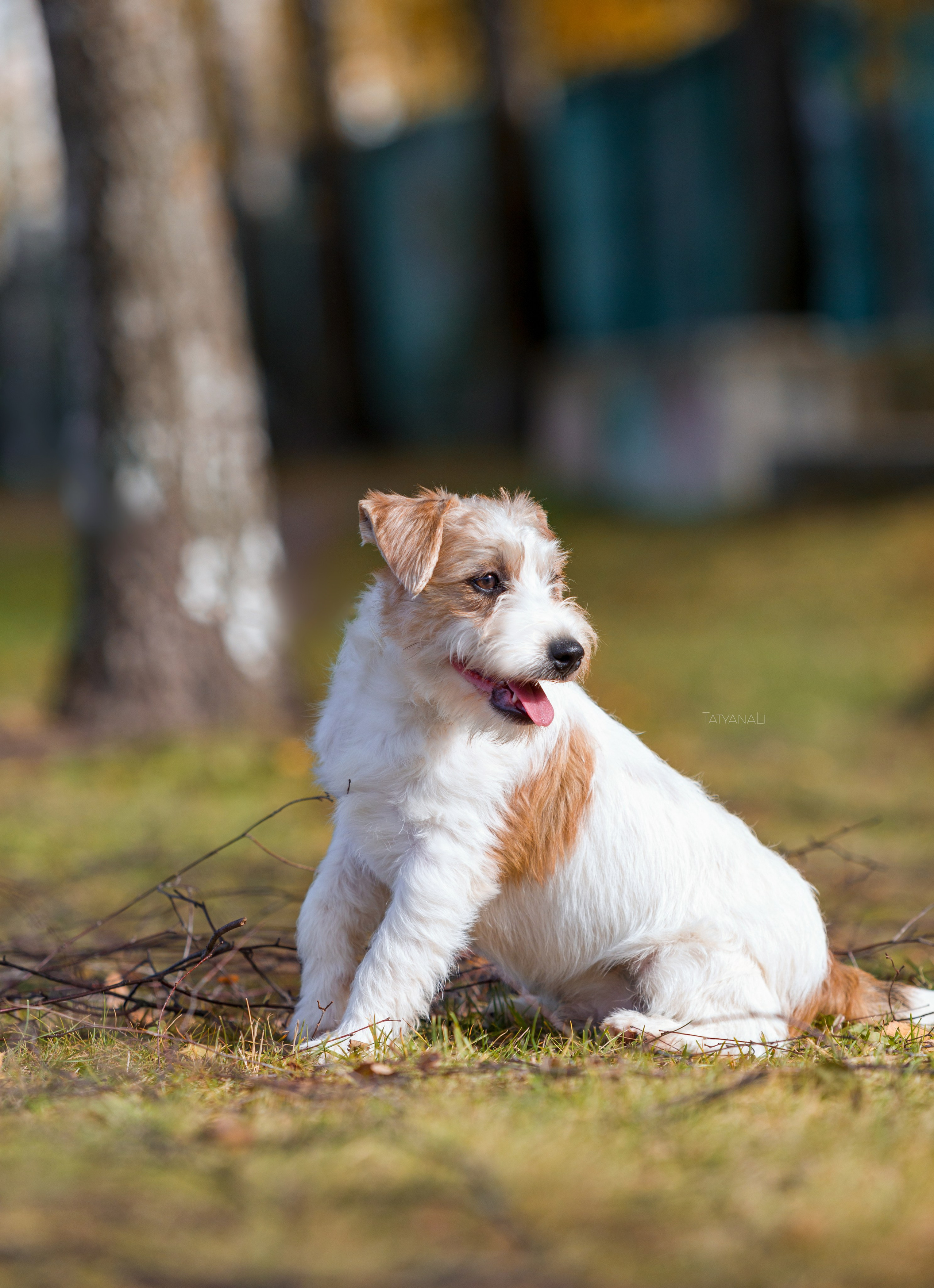 Ассорти. Фотограф — анималист Татьяна Ли
