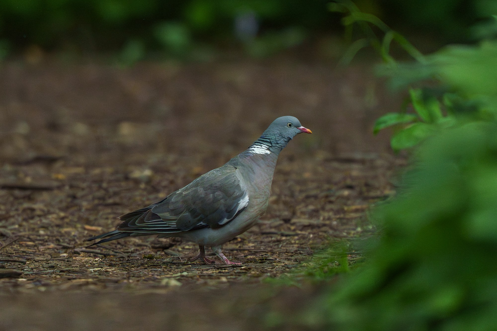 Удивительные мир птиц. Вокруг нас столько прекрасного — присмотритесь!. Ваш личный фотограф Марина Волкова