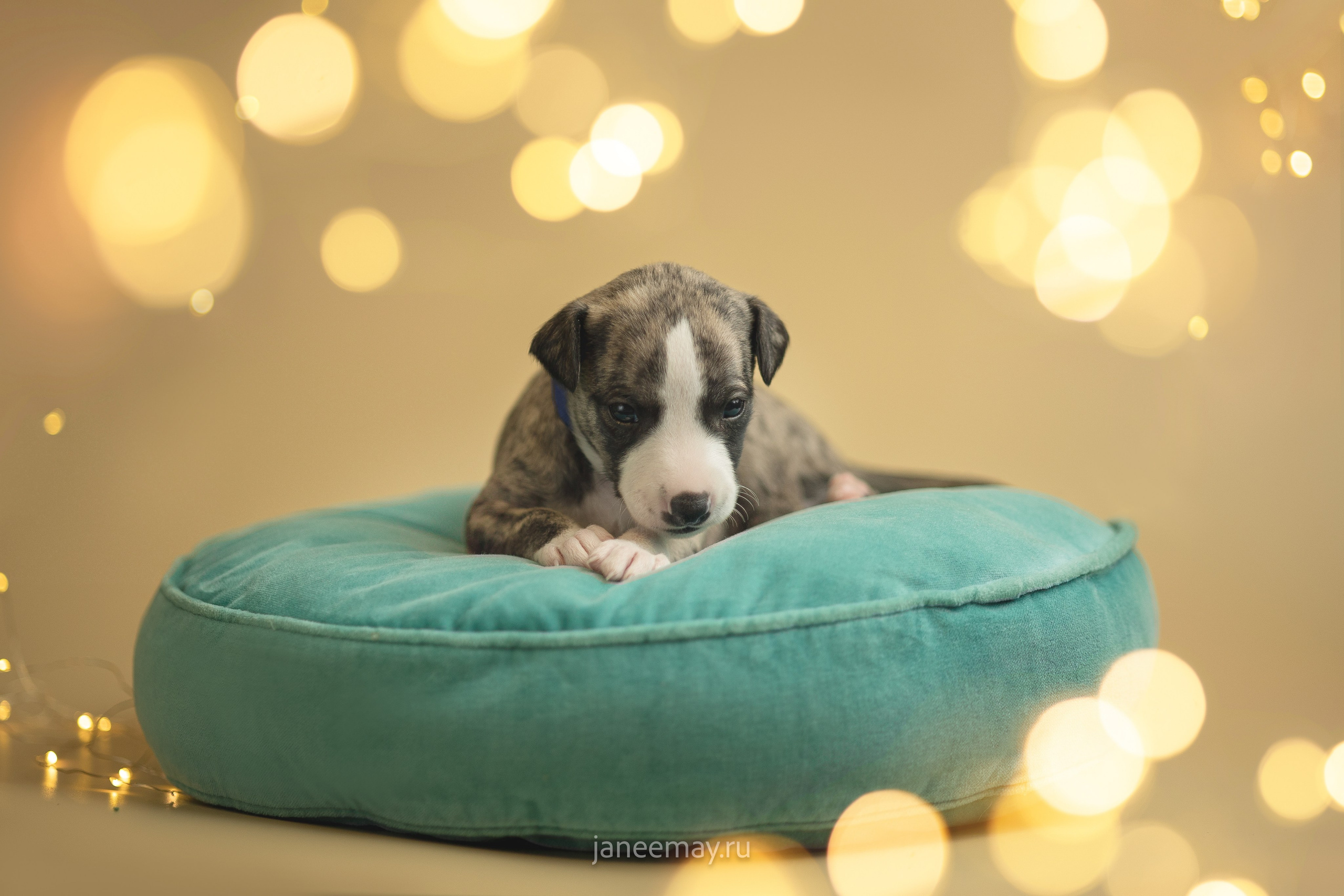 Малыши уиппеты Великбековых. Фотограф анималист в Москве Майорова Евгения