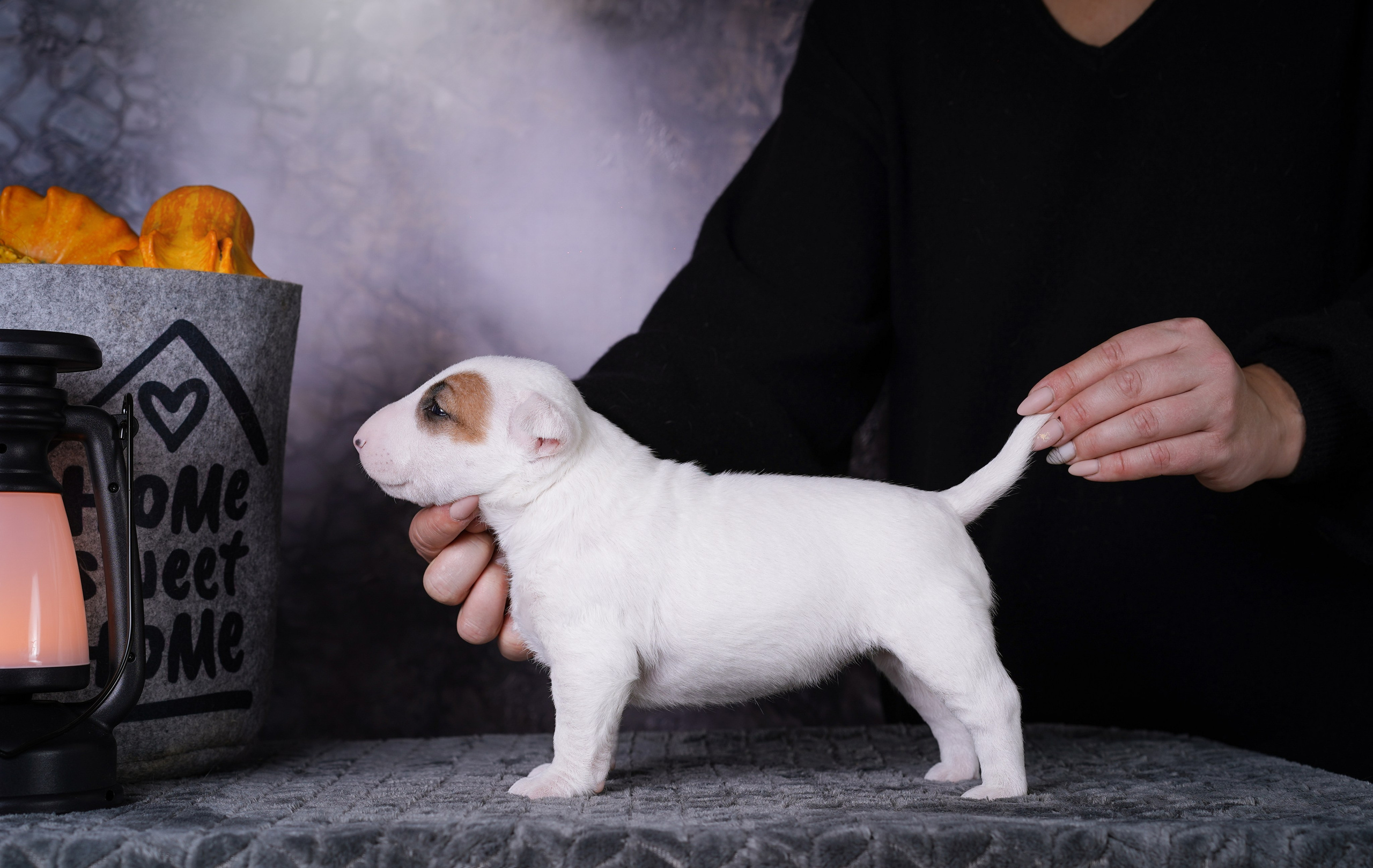 Щенки минибультерьера. Фотограф-анималист в Санкт-Петербурге Яна Мартынова