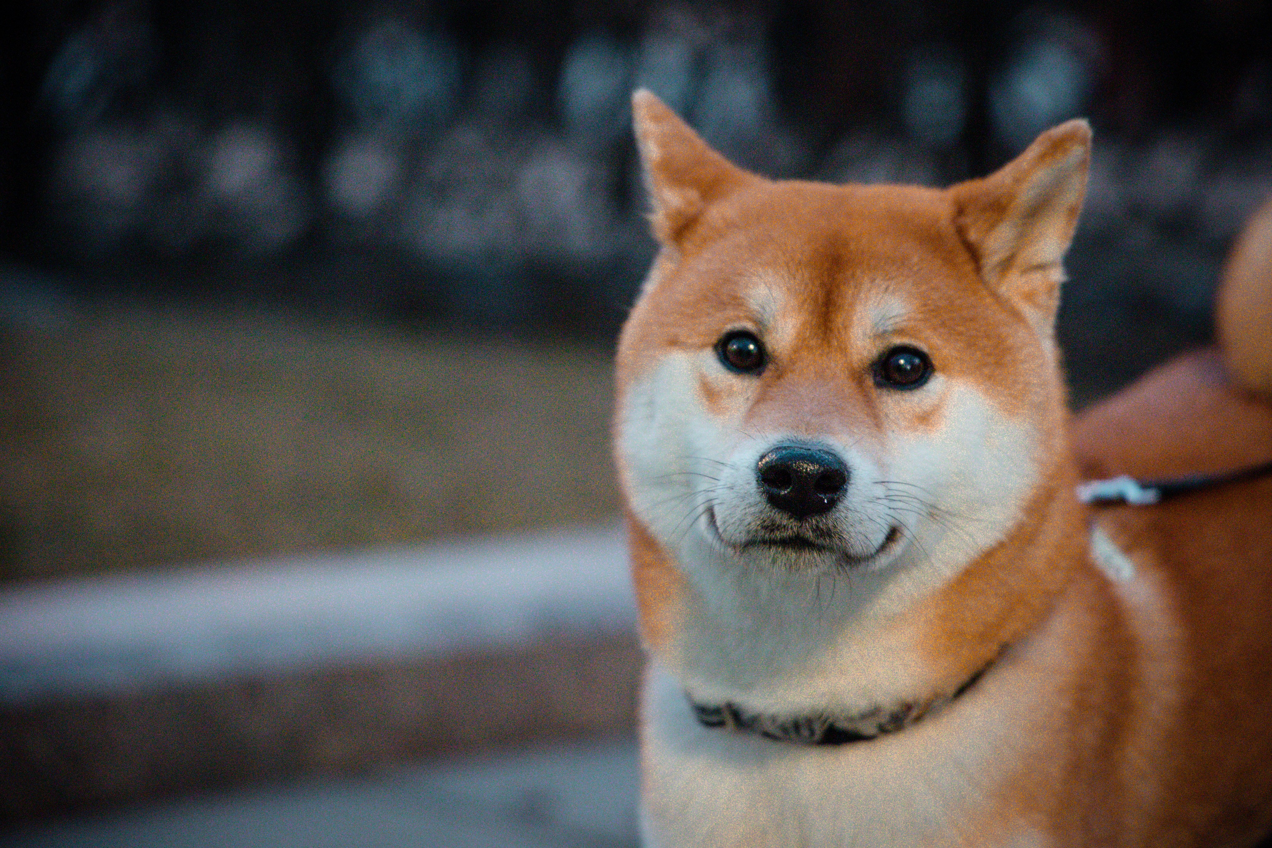 Сиба-ину. Фотограф для маркетплейсов, фотоуслуги в Жуковском Татьяна Марсуверских