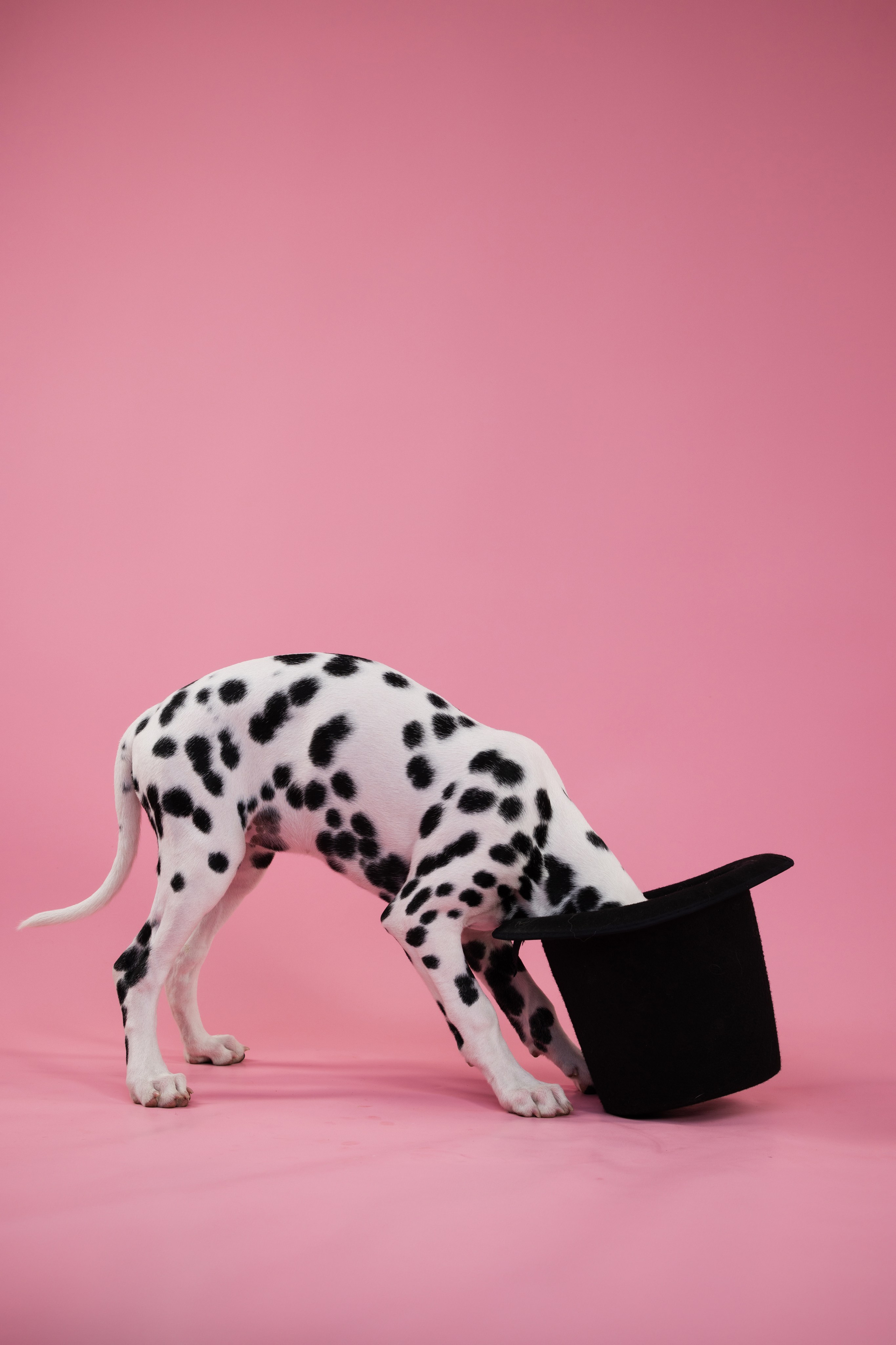 Далматин Одри. Фотограф анималист Осипчикова Мария