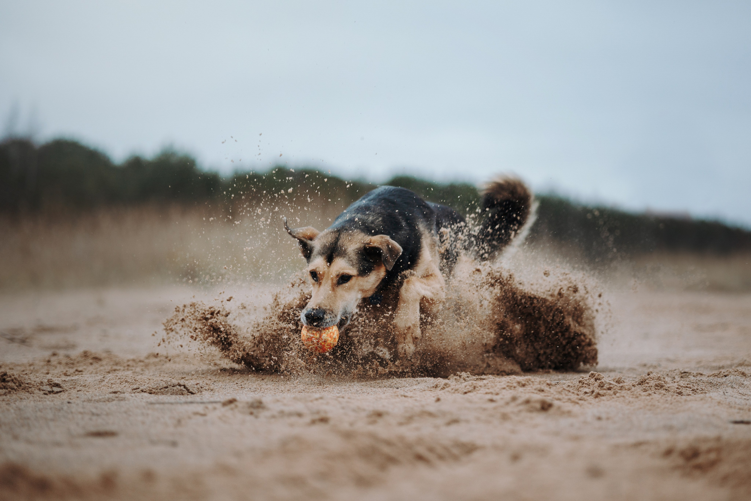 Наталья и Того. Фотограф — Анималист | Санкт-Петербург