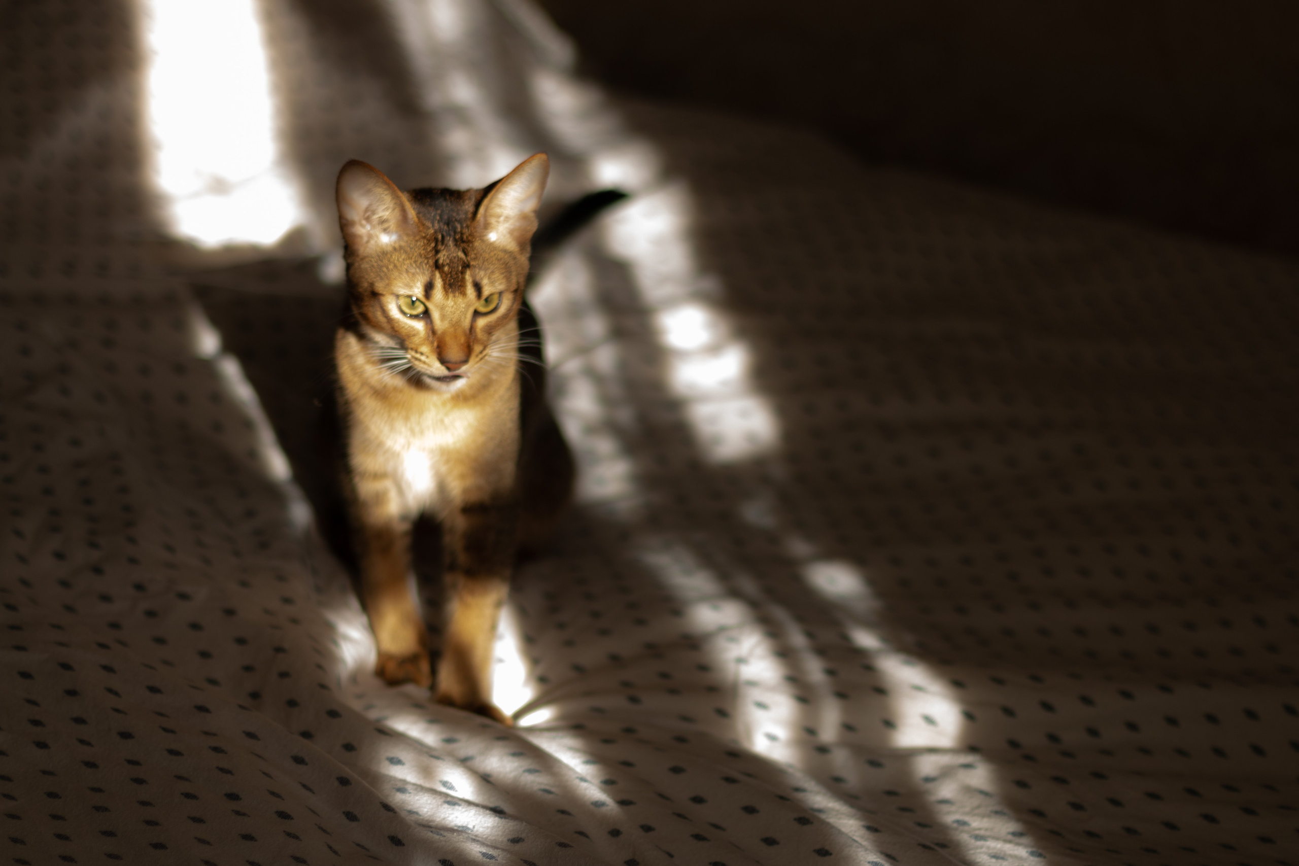 Мой котик. Фотограф в Сочи