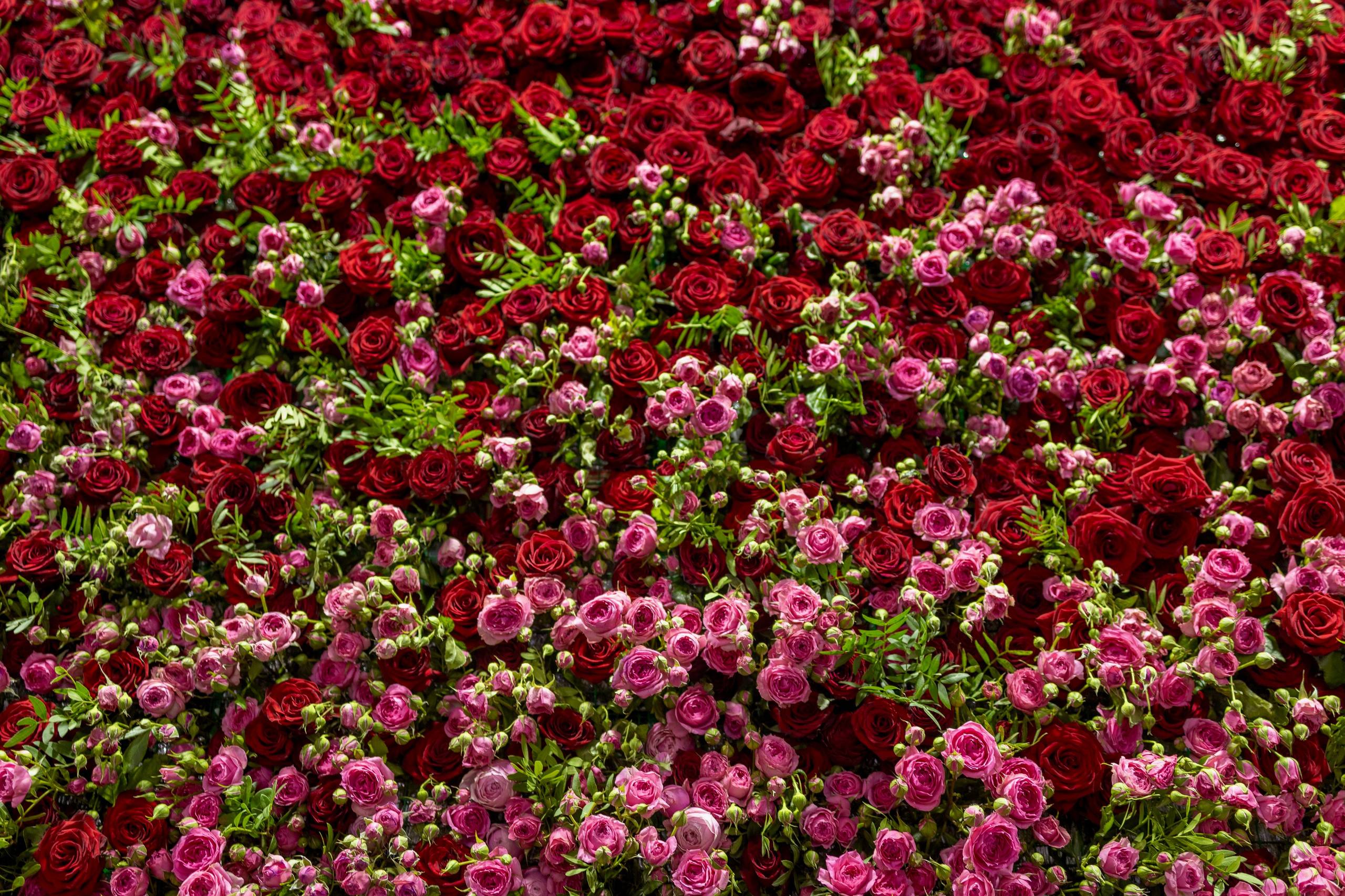 Цветы-Экспо 2025. Фотосессии и репортаж — Фотограф в Москве — Рина Серёгина