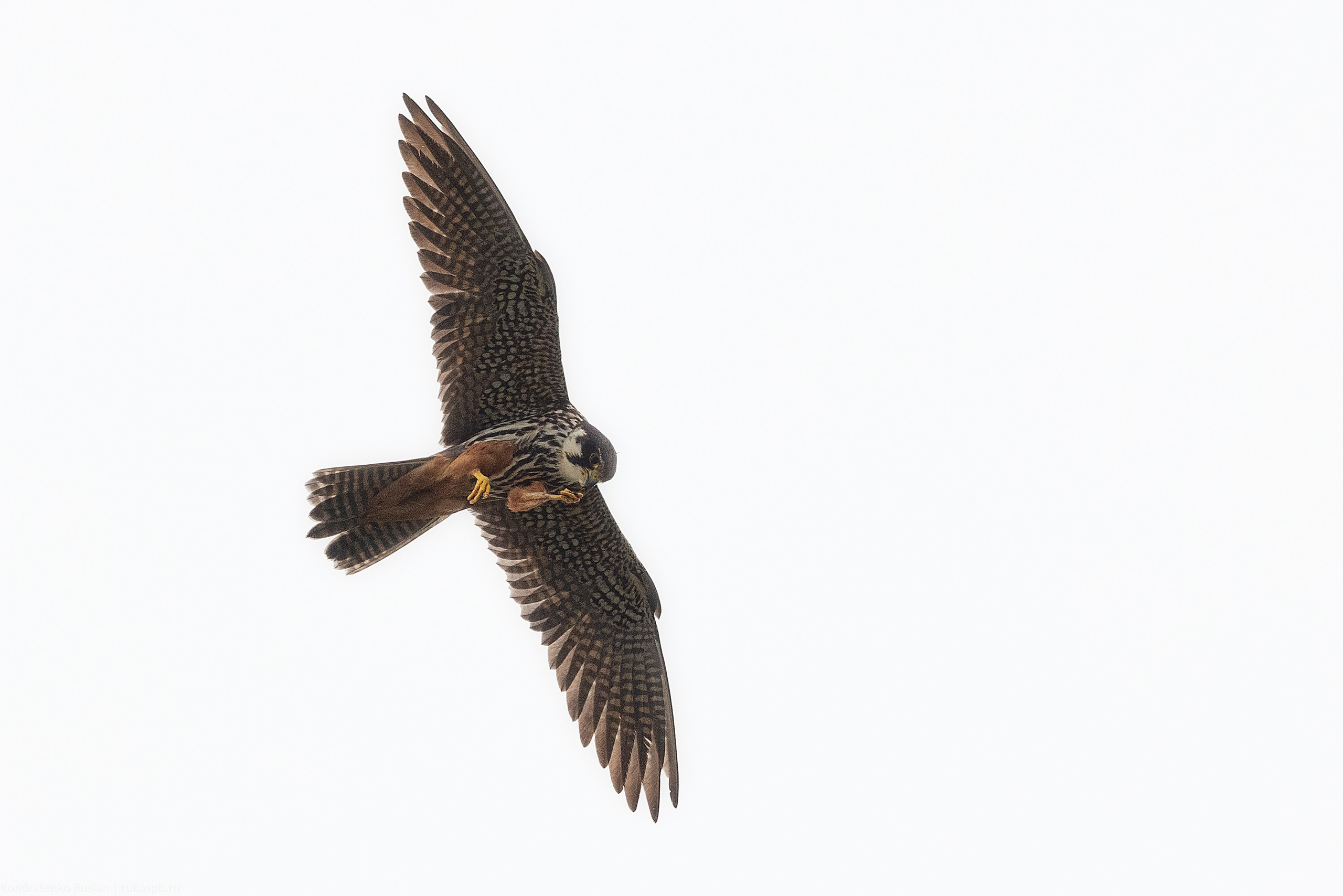 Чеглок. Архитектурный и пейзажный фотограф Кондратенко Руслан, Санкт-Петербург