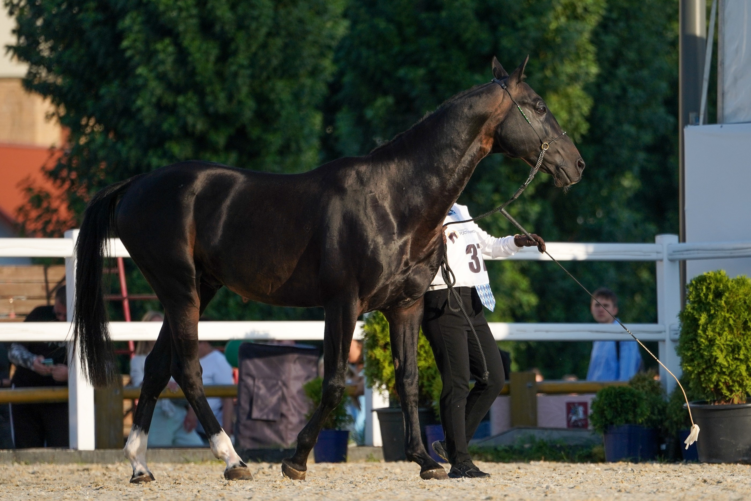 Чемпионат лошадей чистокровной ахалтекинской породы «КУБОК РОССИИ — 2024». Фотограф-анималист, портретный фотограф в Чебоксарах Мария Садыкова