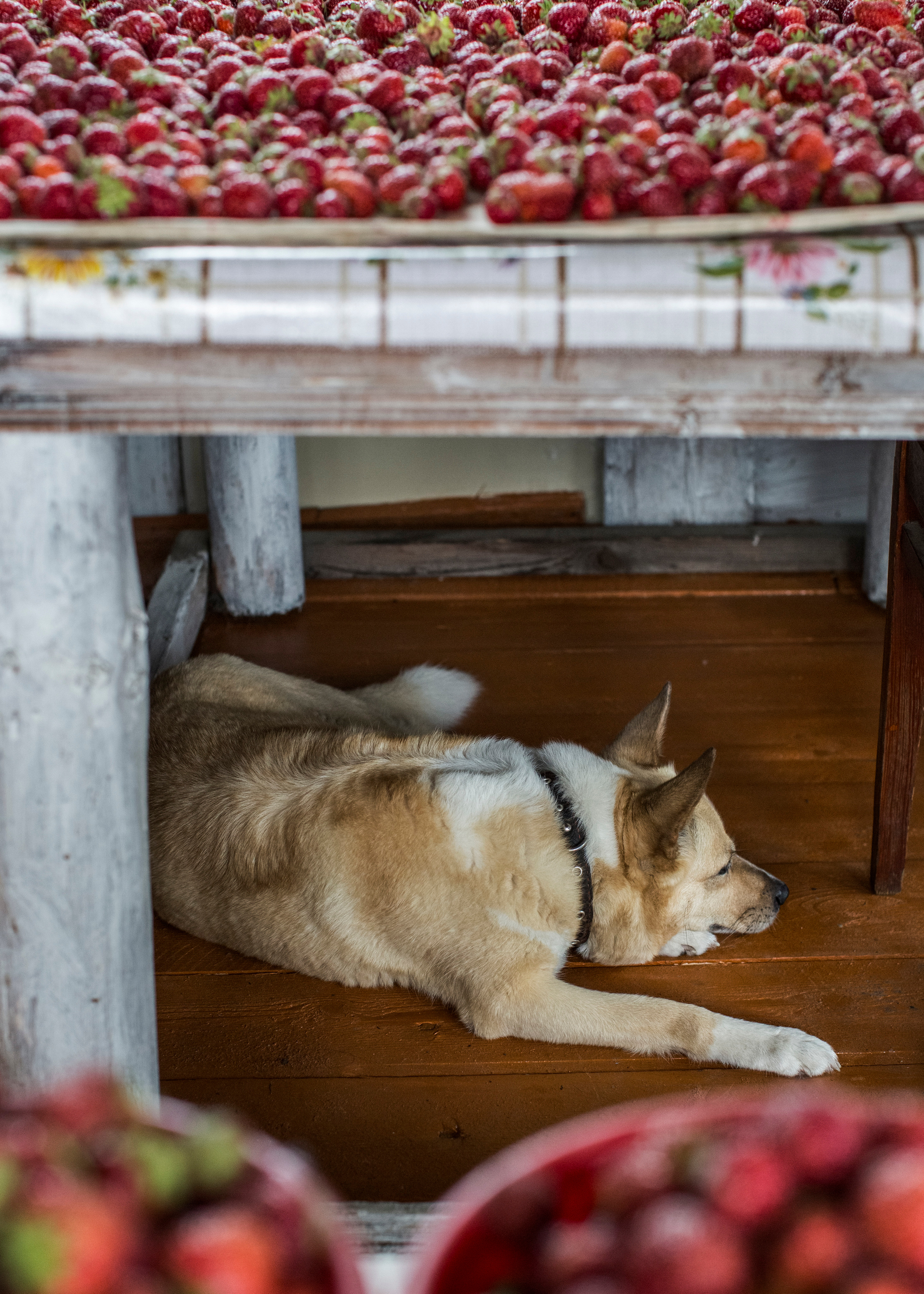 Baikalsk. Елена Аносова — художница и исследовательница, куратор и лектор