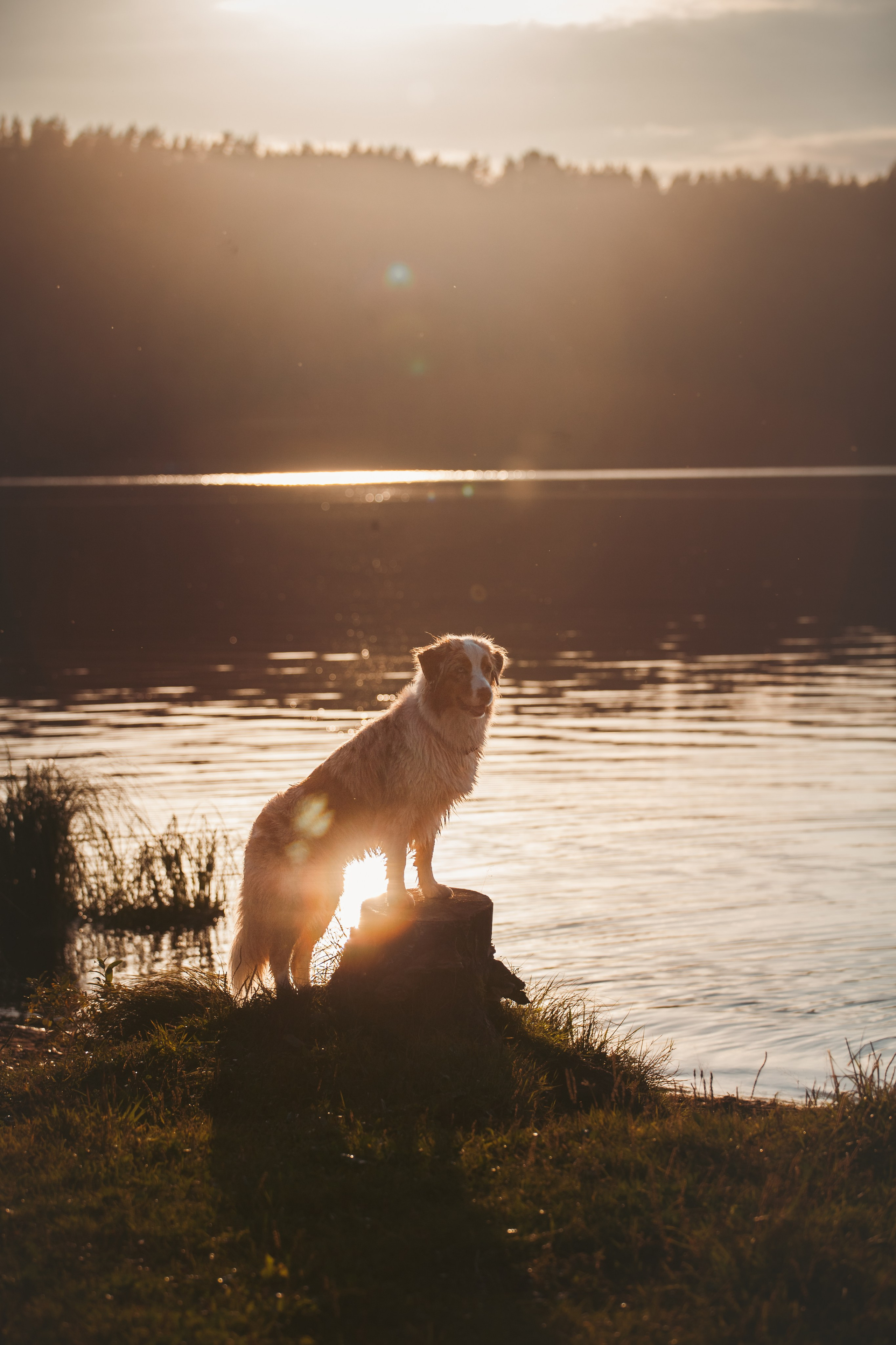 Фотопрогулка в Ленобласти. Фотограф-анималист Татьяна Степанова