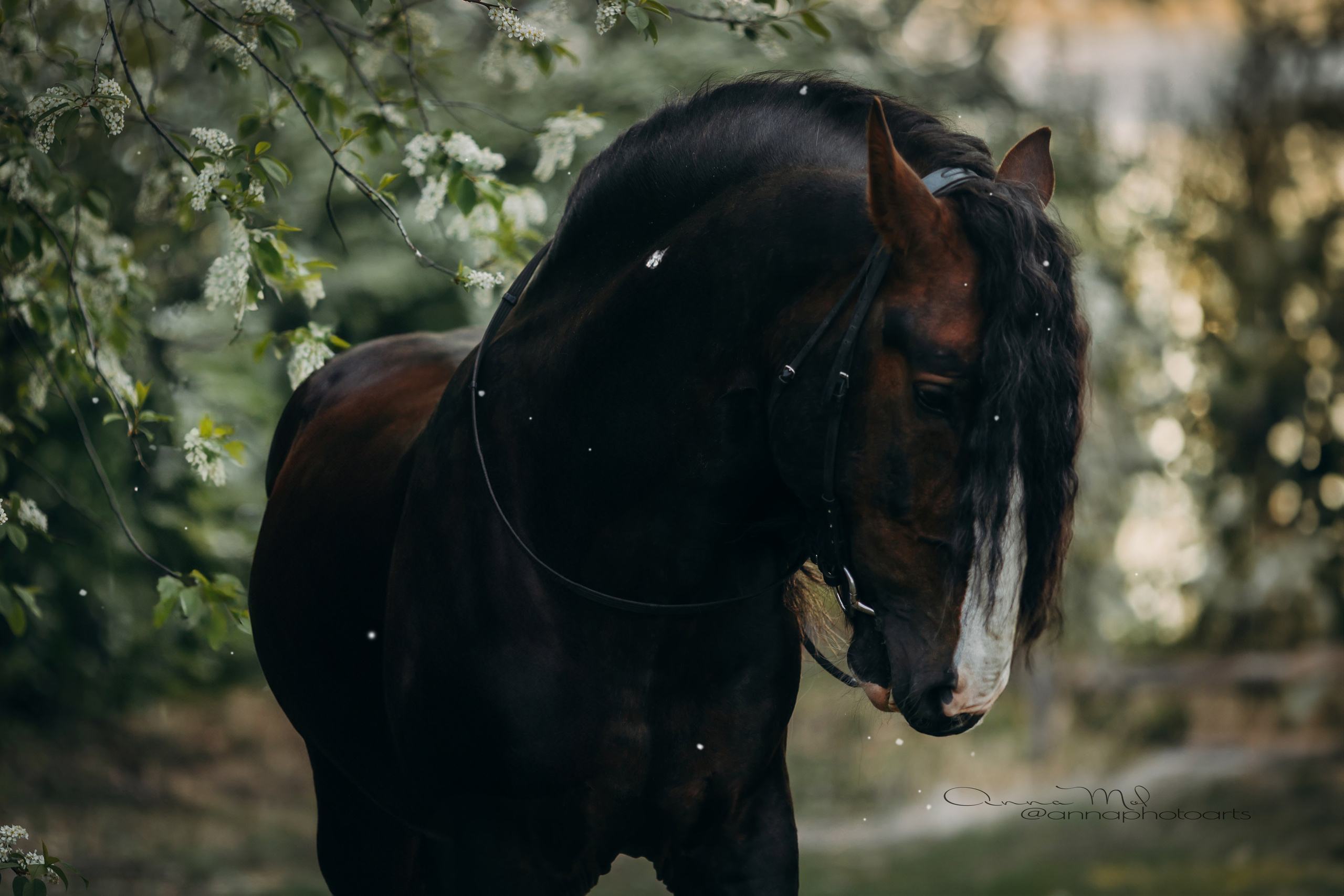 Съемка для лошадей. Анна Молчанова конный фотограф в Тюмени | фотосессии с лошадьми Тюмень