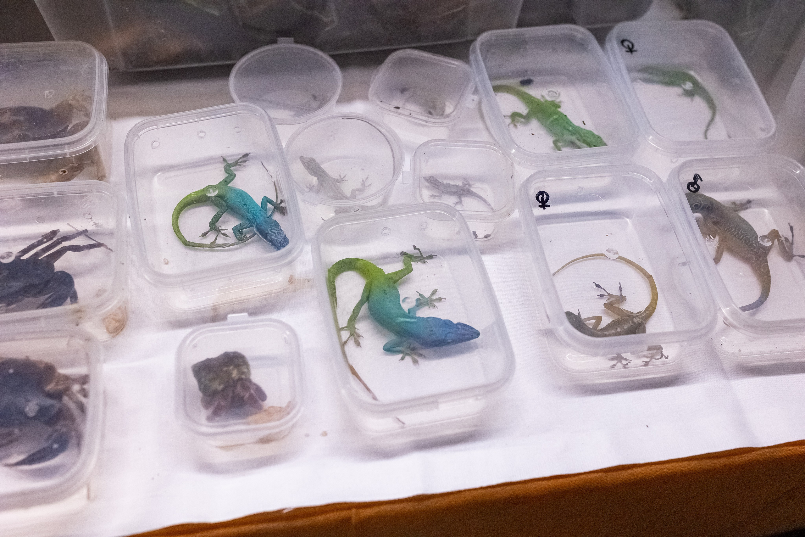 Рептилиум 2024. Александра Куликова фотограф, Москва