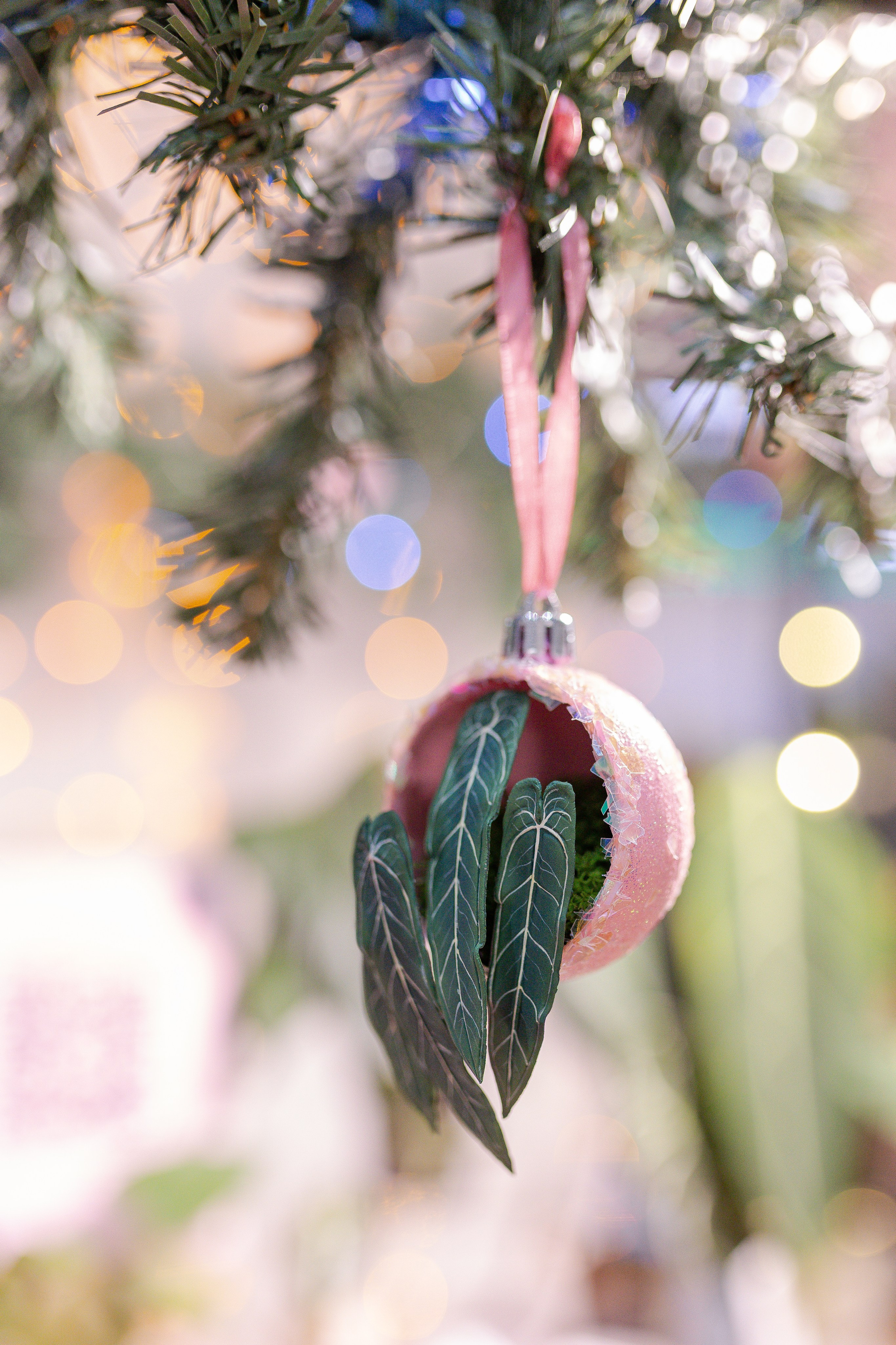 Орхидиум 12.2025. Александра Куликова фотограф, Москва