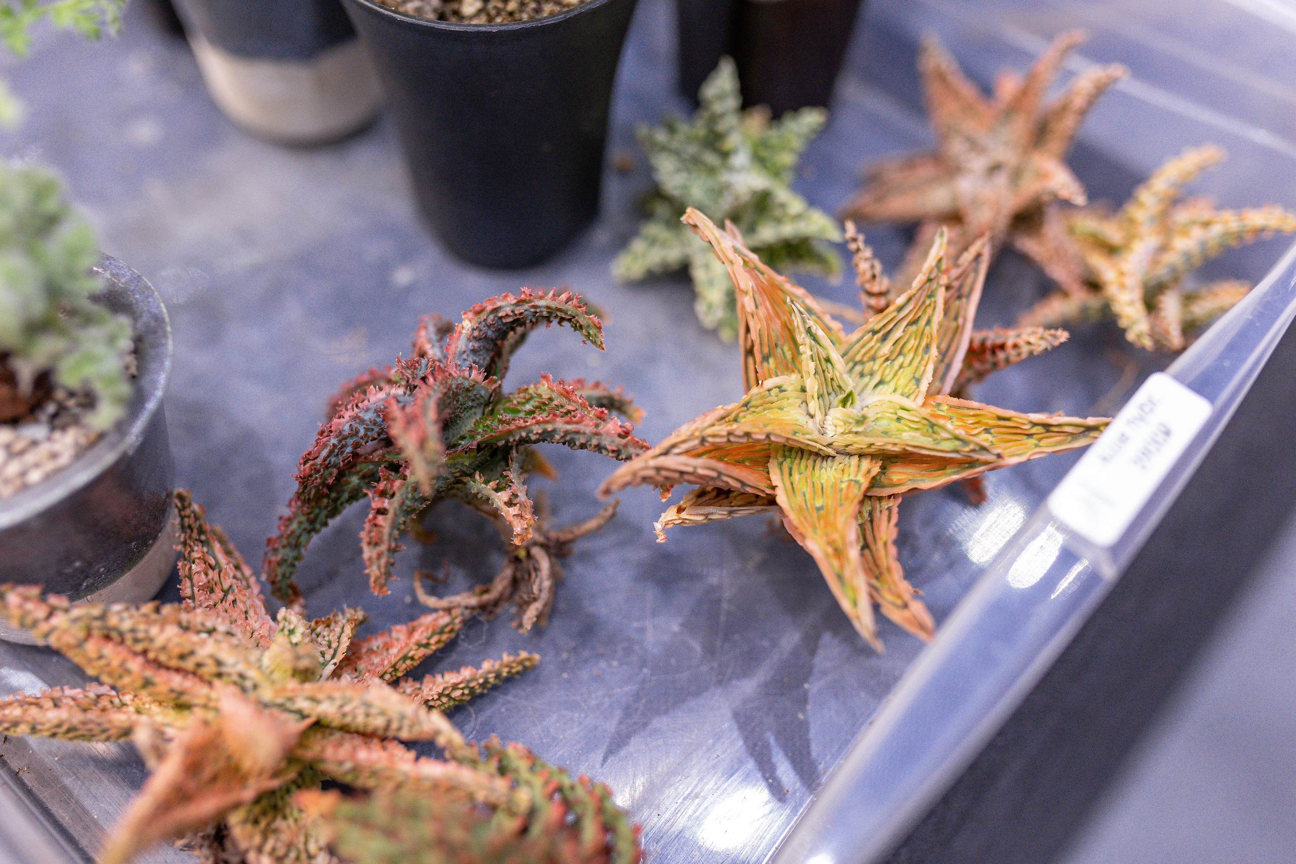 Орхидиум 12.2025. Александра Куликова фотограф, Москва