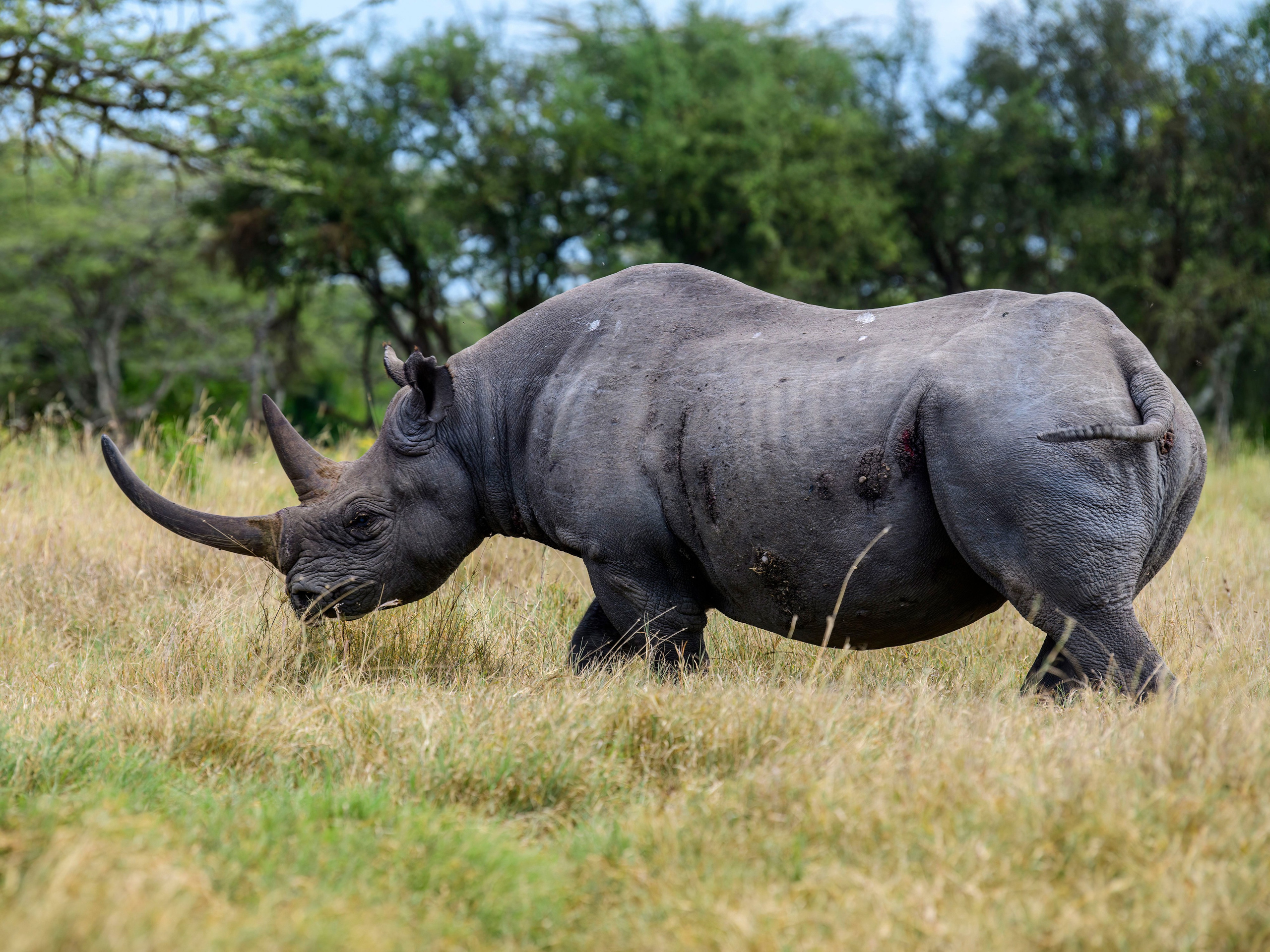 Кения. Wildlife photography by Sergey Puponin