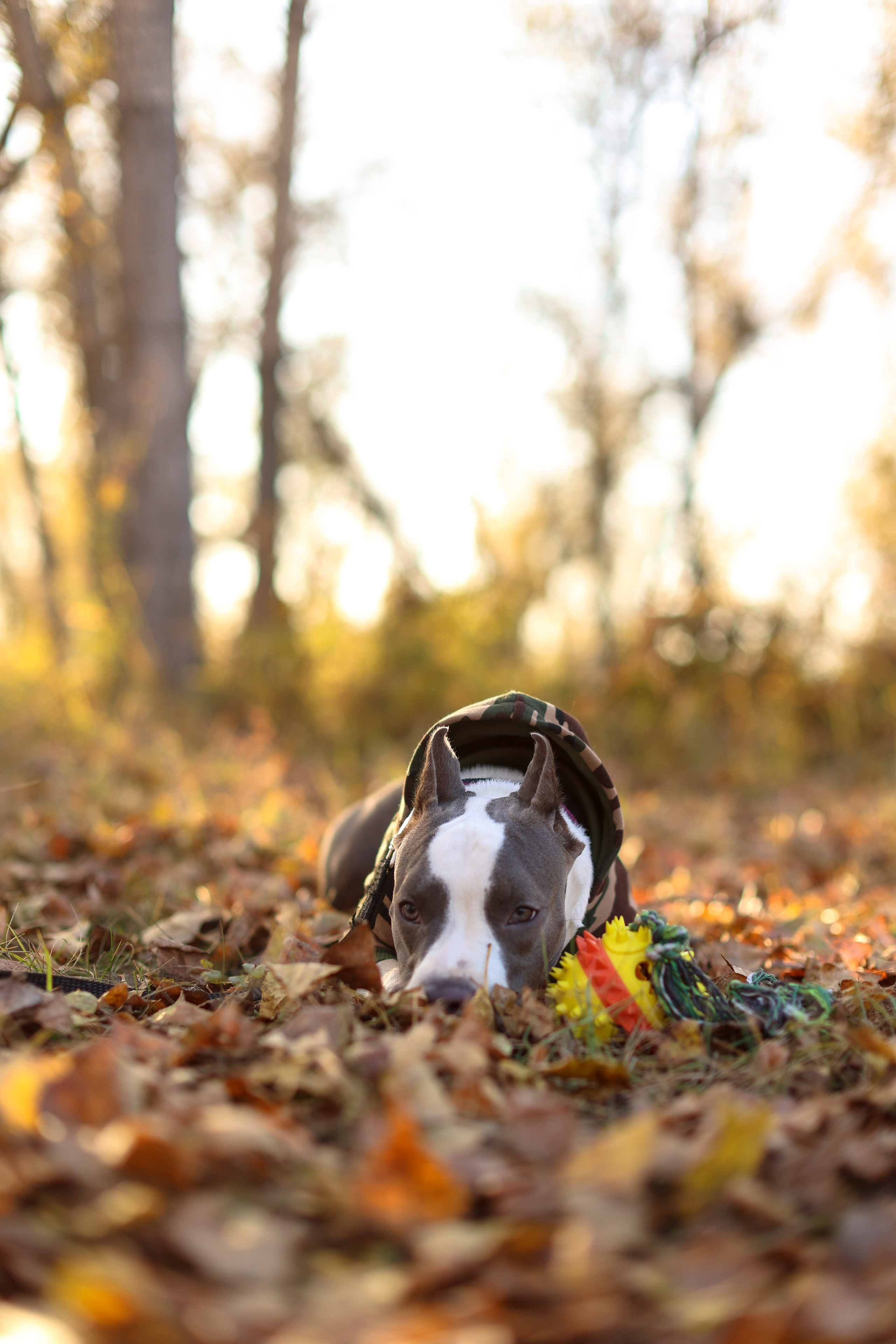 Осень. Art my Pho