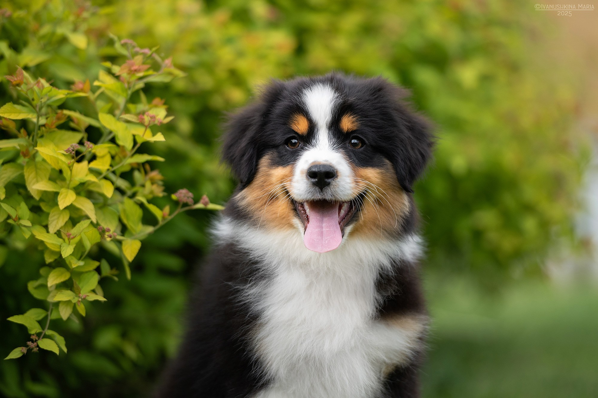 Фотосессия щенков на продажу. Фотограф собак в Москве и Московской области Иванушкина Мария