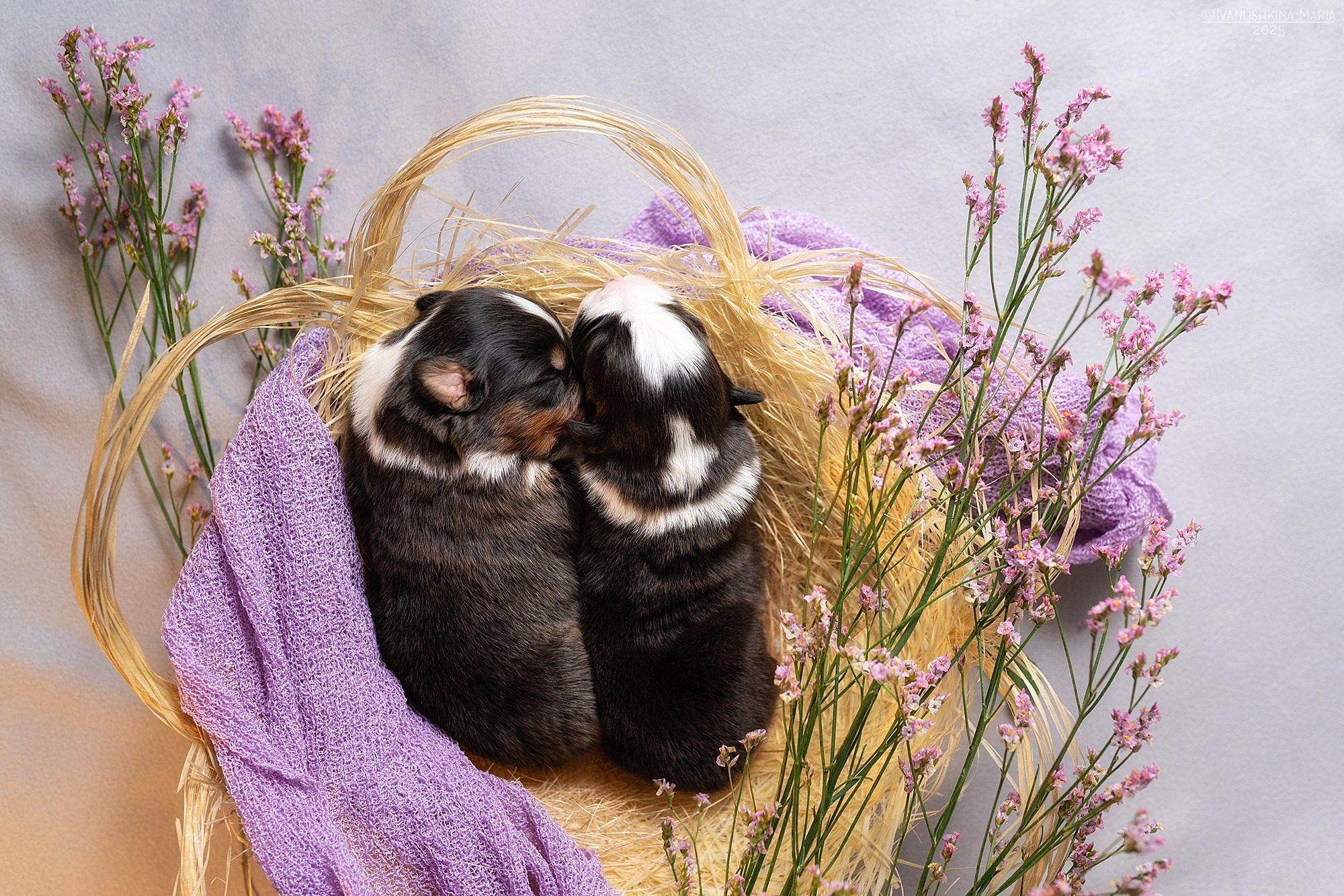 Ньюборн фотосессия щенков. Фотограф собак в Москве и Московской области Иванушкина Мария