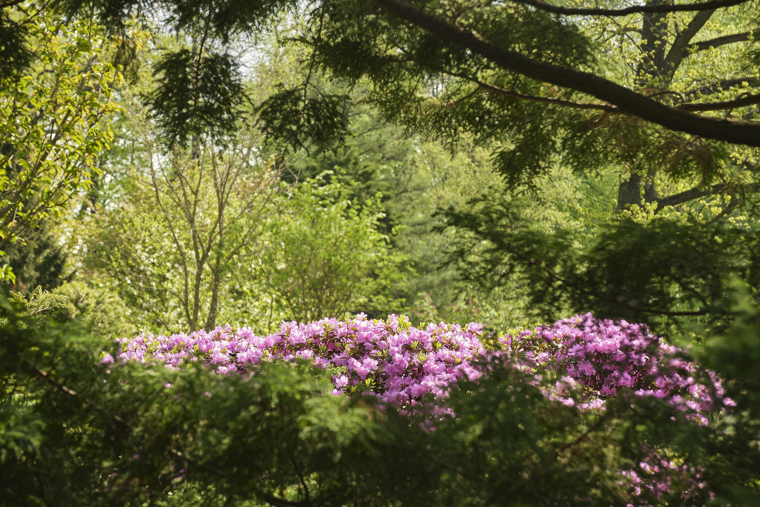 Зелёные локации для фотосъёмок в Санкт-Петербурге