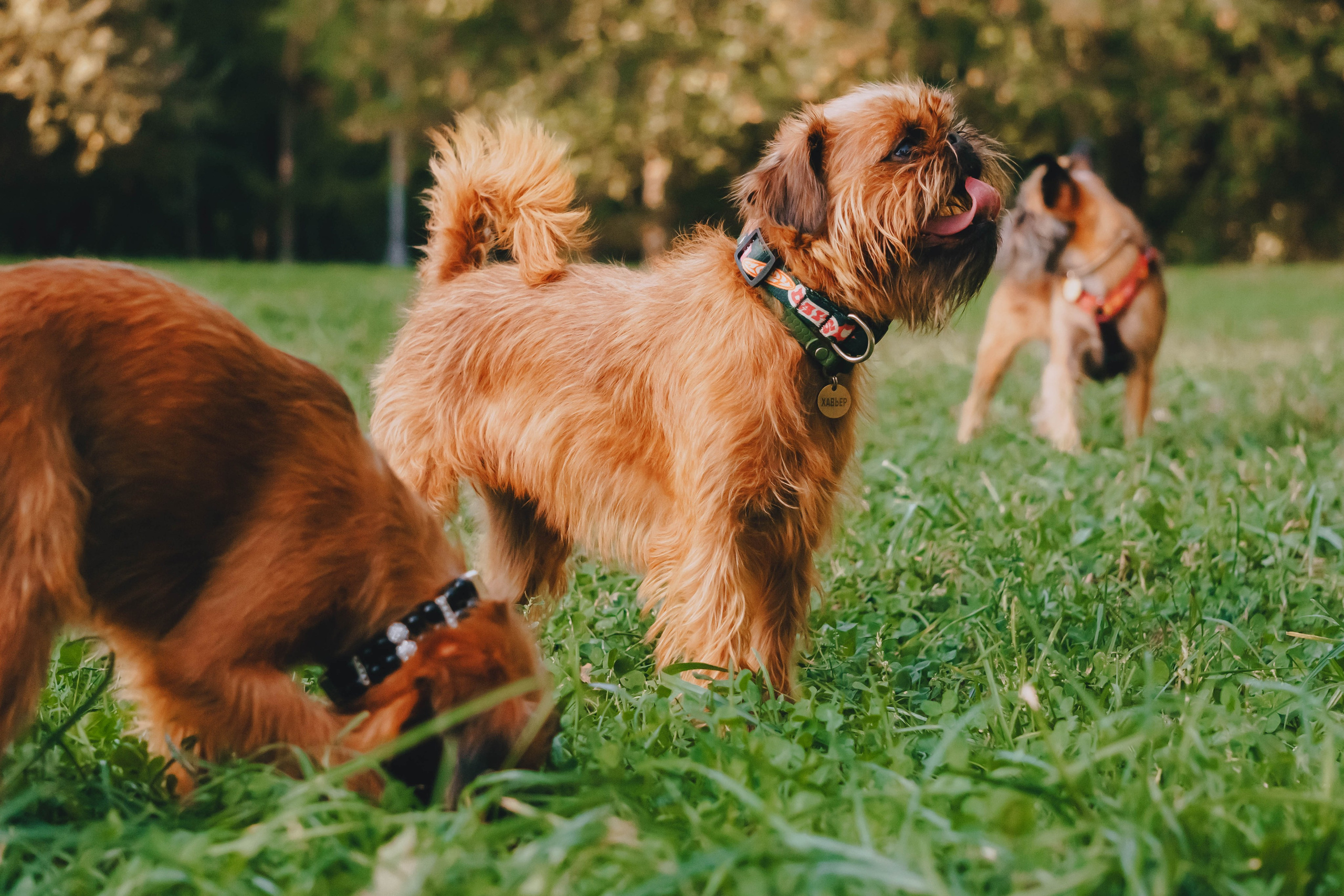 Мини-туса гриффоны и брабансоны. Фотограф-анималист Ксения Воробьева, Москва