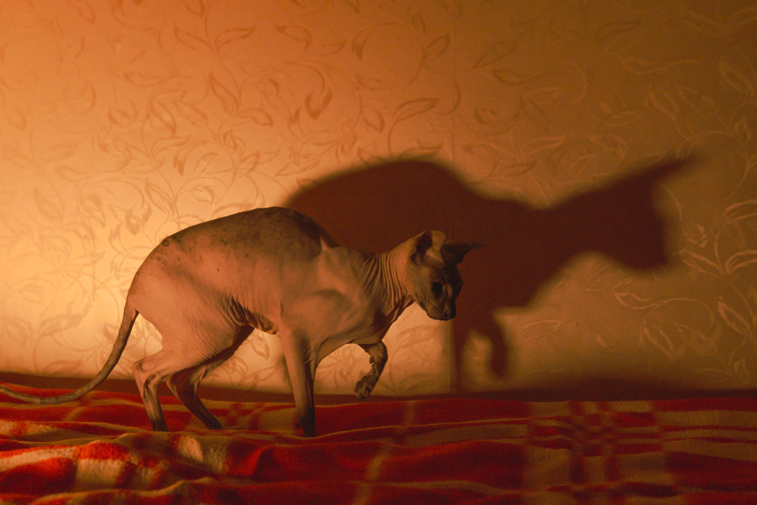 Бандит. Фотограф-анималист Ксения Воробьева, Москва