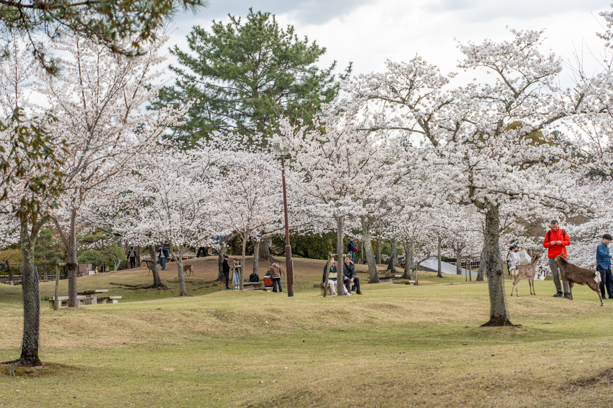 Япония, сакура. Творческие сьемки
