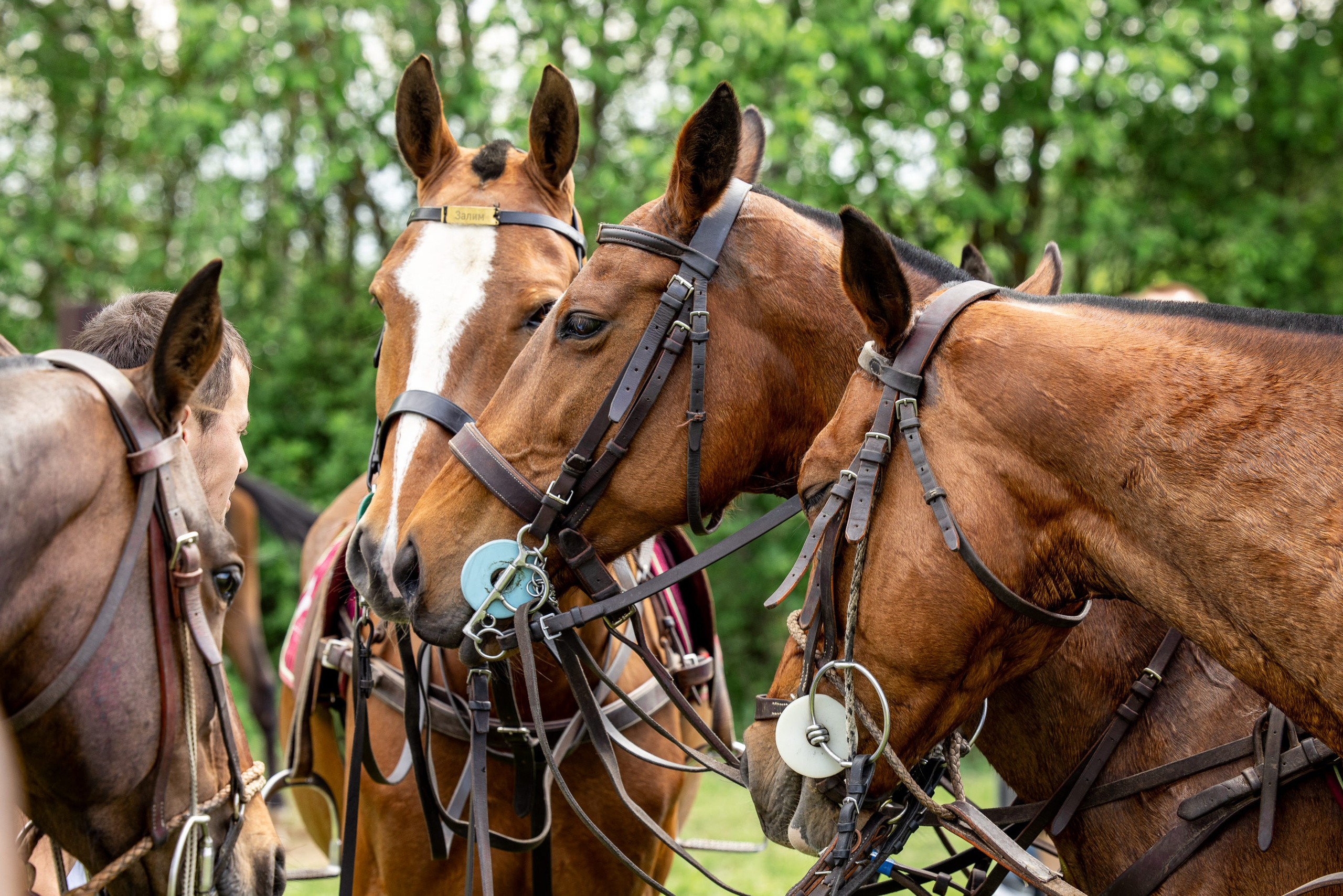 Конное поло. Mrs.Aquarelia Конный фотограф Марианна Леонтьева