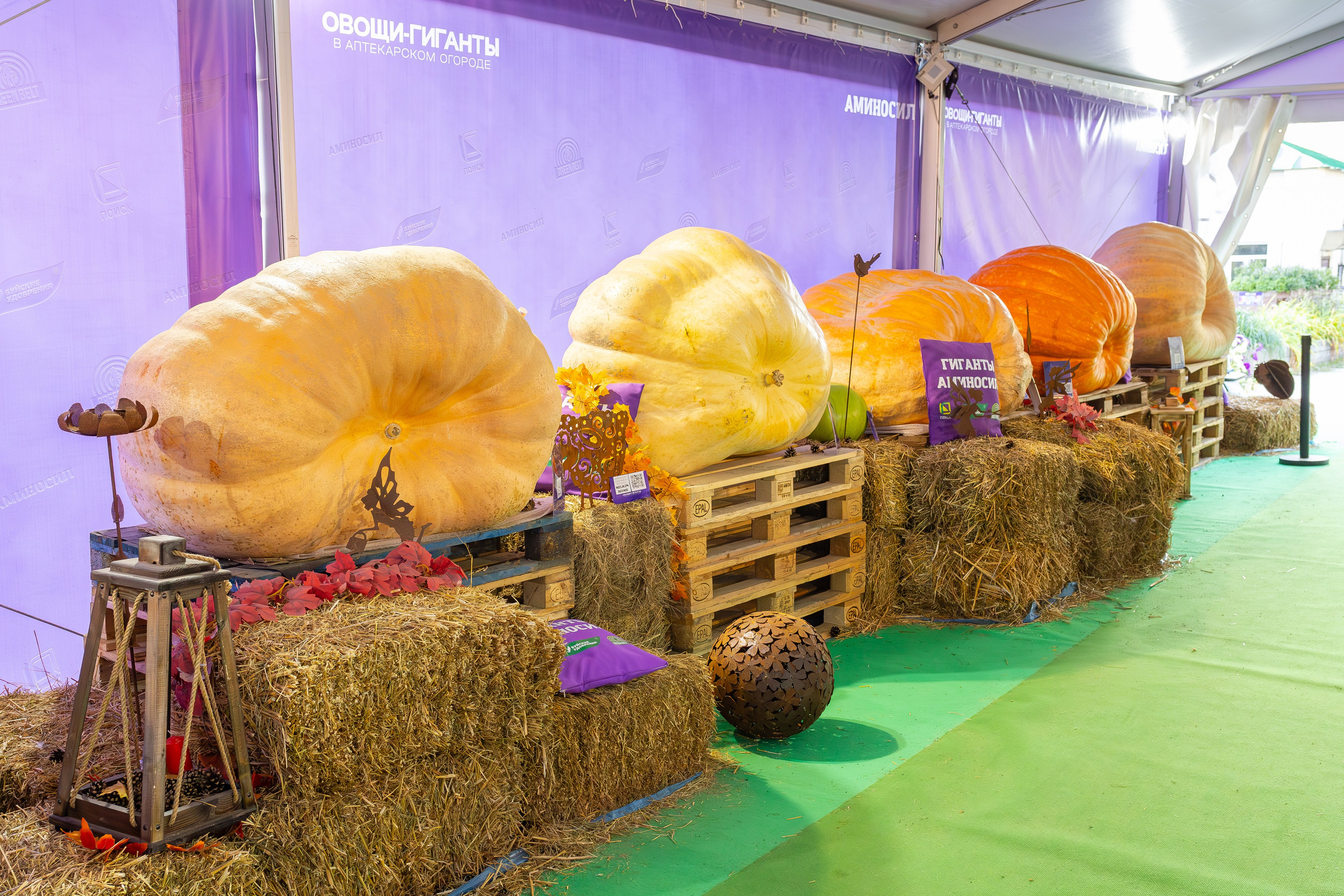 Овощи-гиганты. Александра Куликова фотограф, Москва