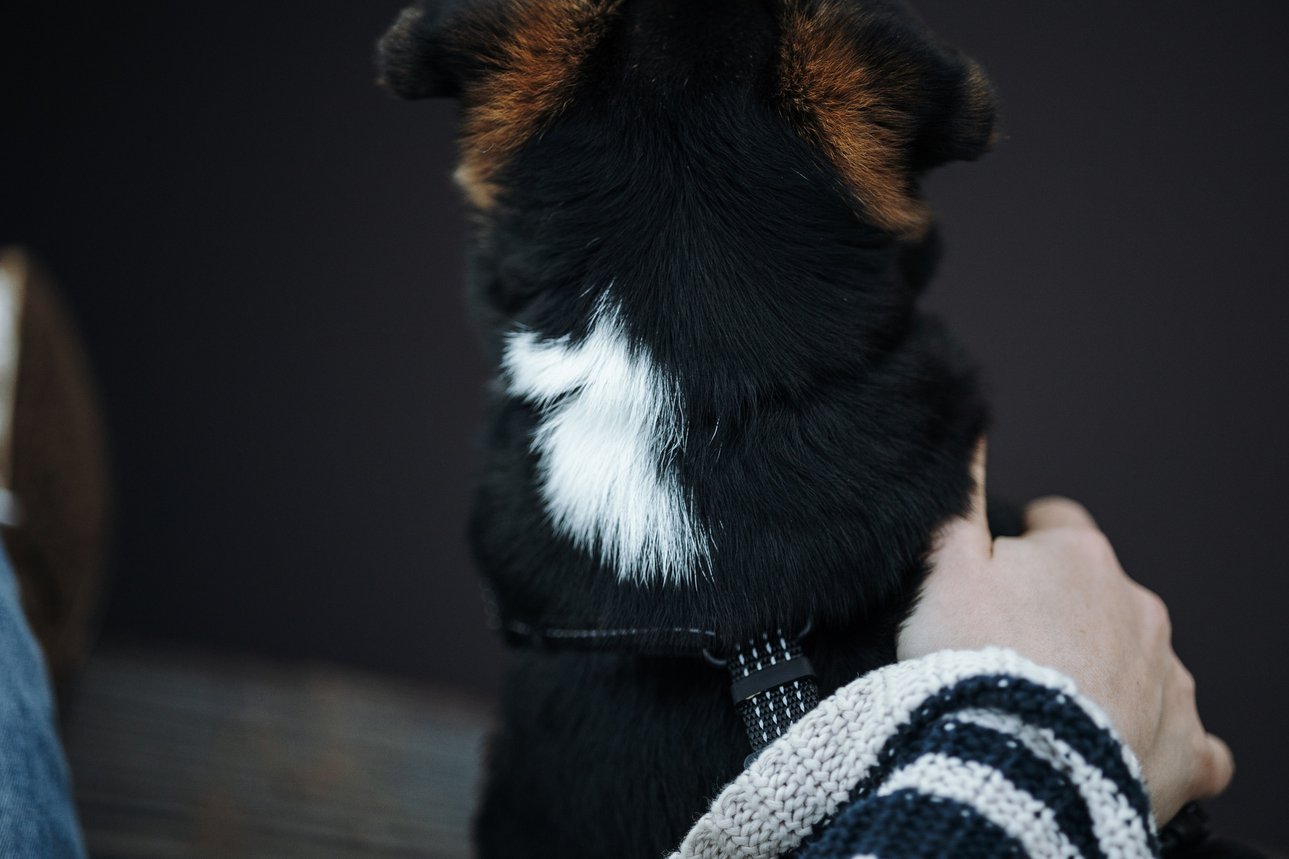 Ольга и Рекс. Фотограф — Анималист | Санкт-Петербург