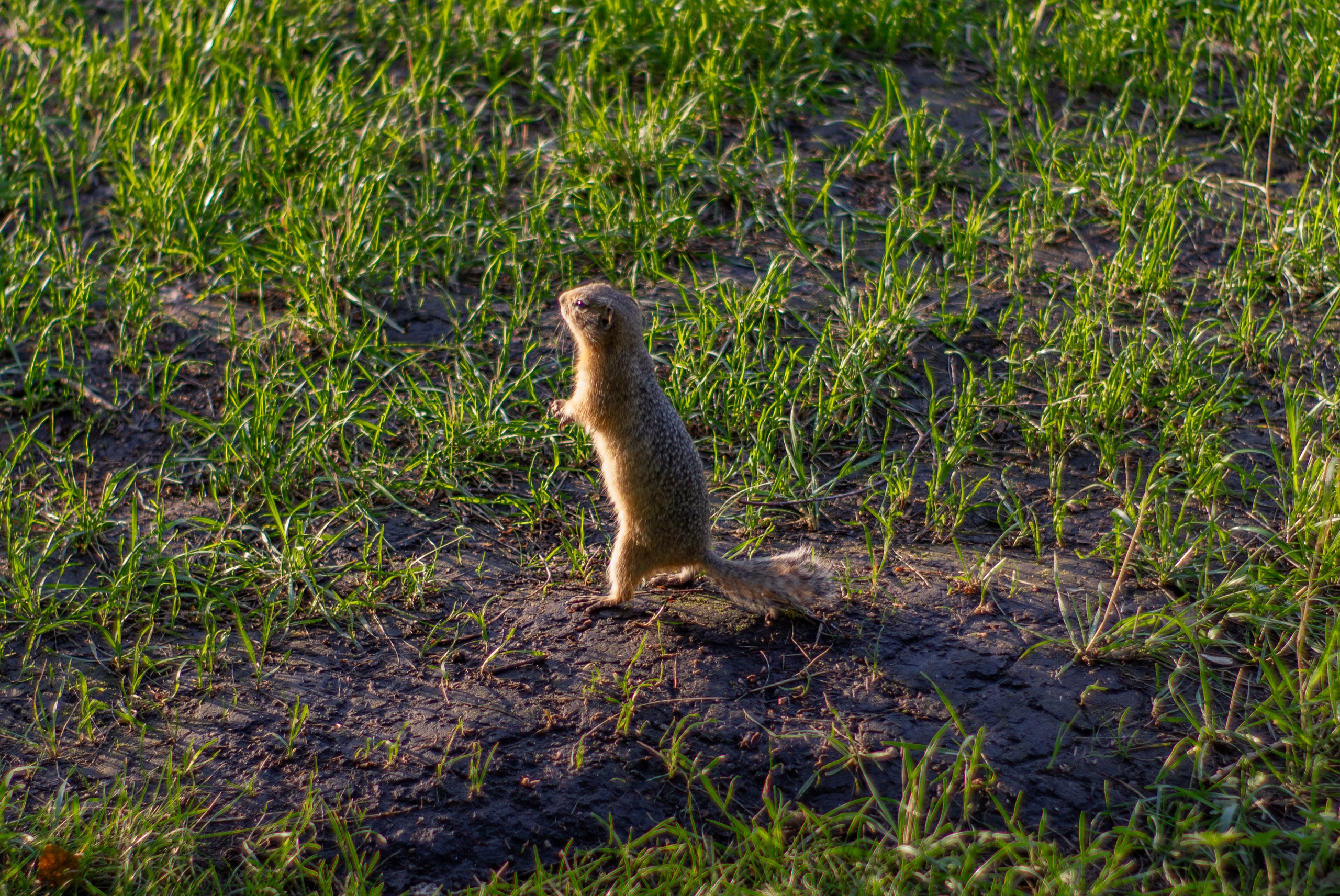 Street съёмка. Dyachenko Elena — фотограф из Сибири