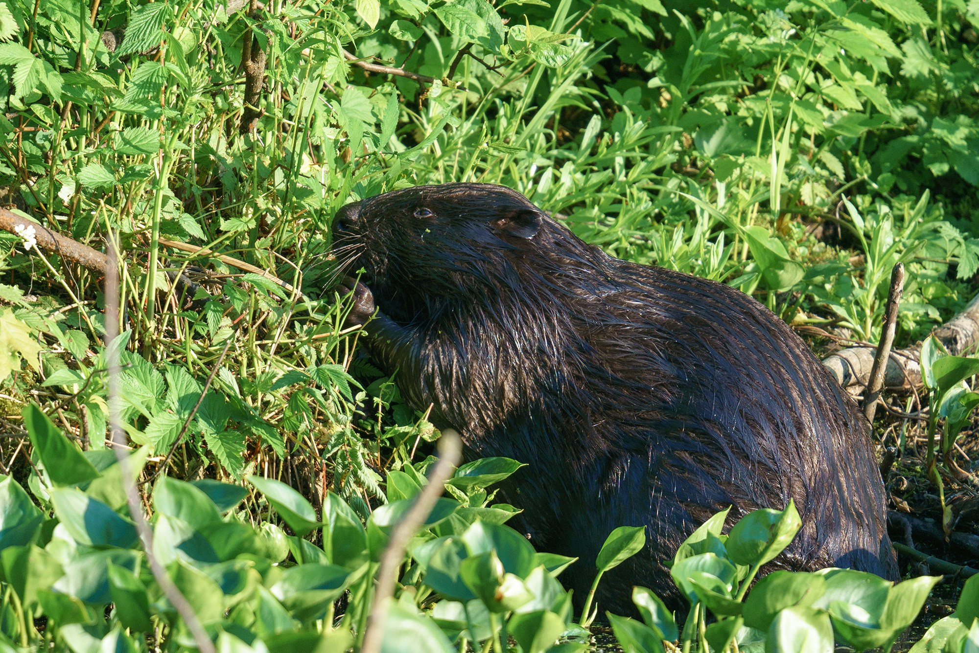 Животные. Ваш личный фотограф Марина Волкова