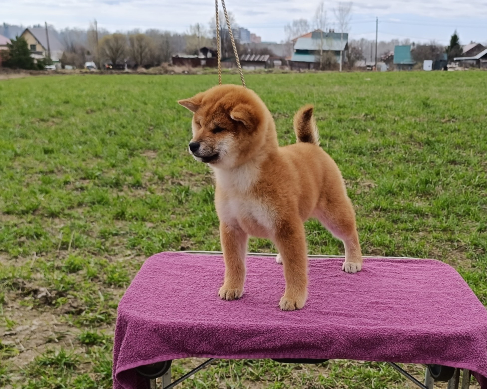 Сиба Rubylight Ellis питомник Рубилайт 