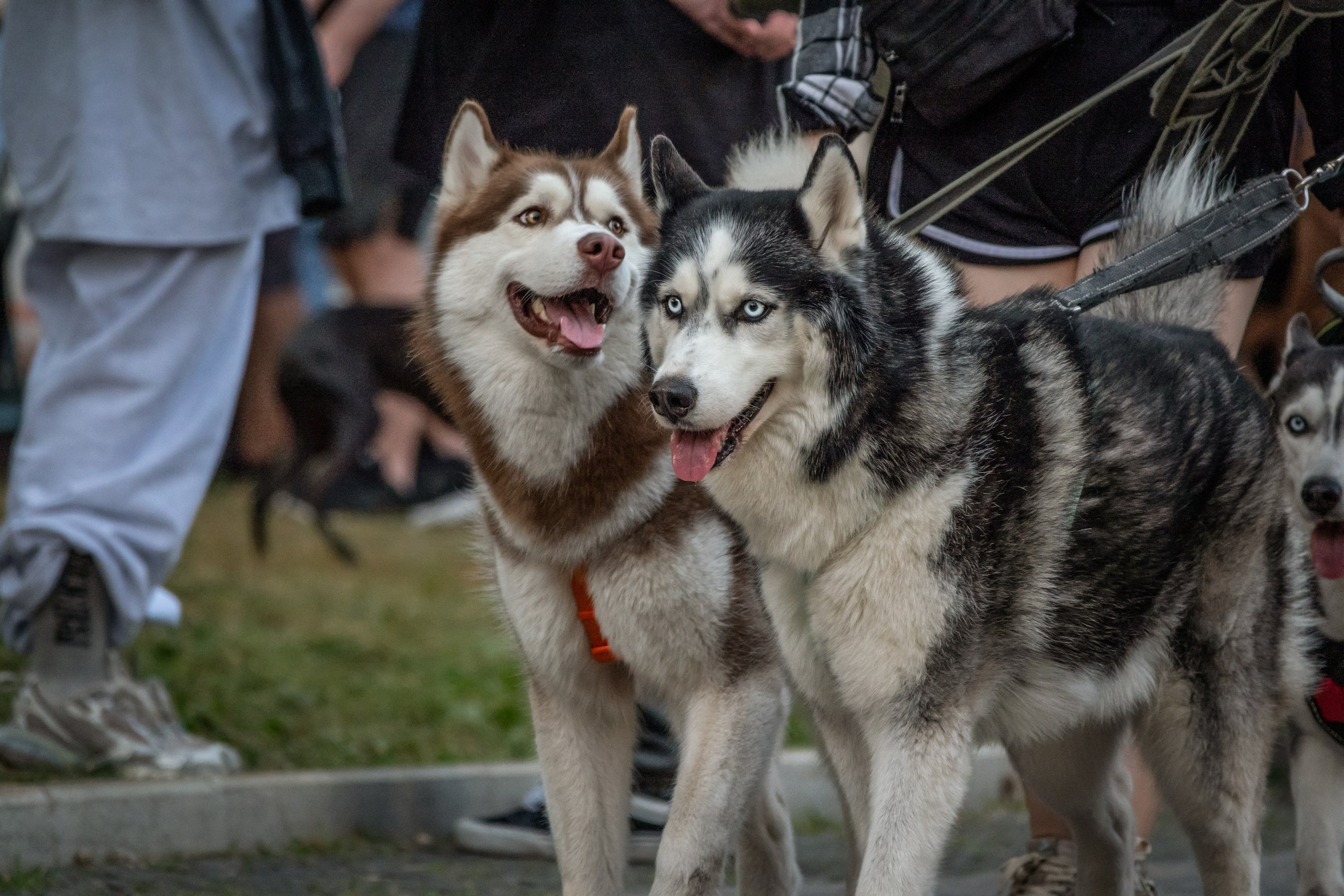 Petshop Days 2024. Фотограф-анималист в Москве Юлия Лайхо